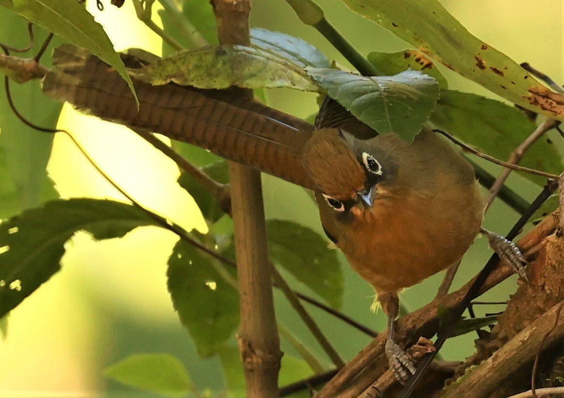 BARWING - SPECTACLED BARWING - Actinodura ramsayi - DOI LANG EAST DOI PHA HOM POK NP, DECEMBER 2021 (25).jpg