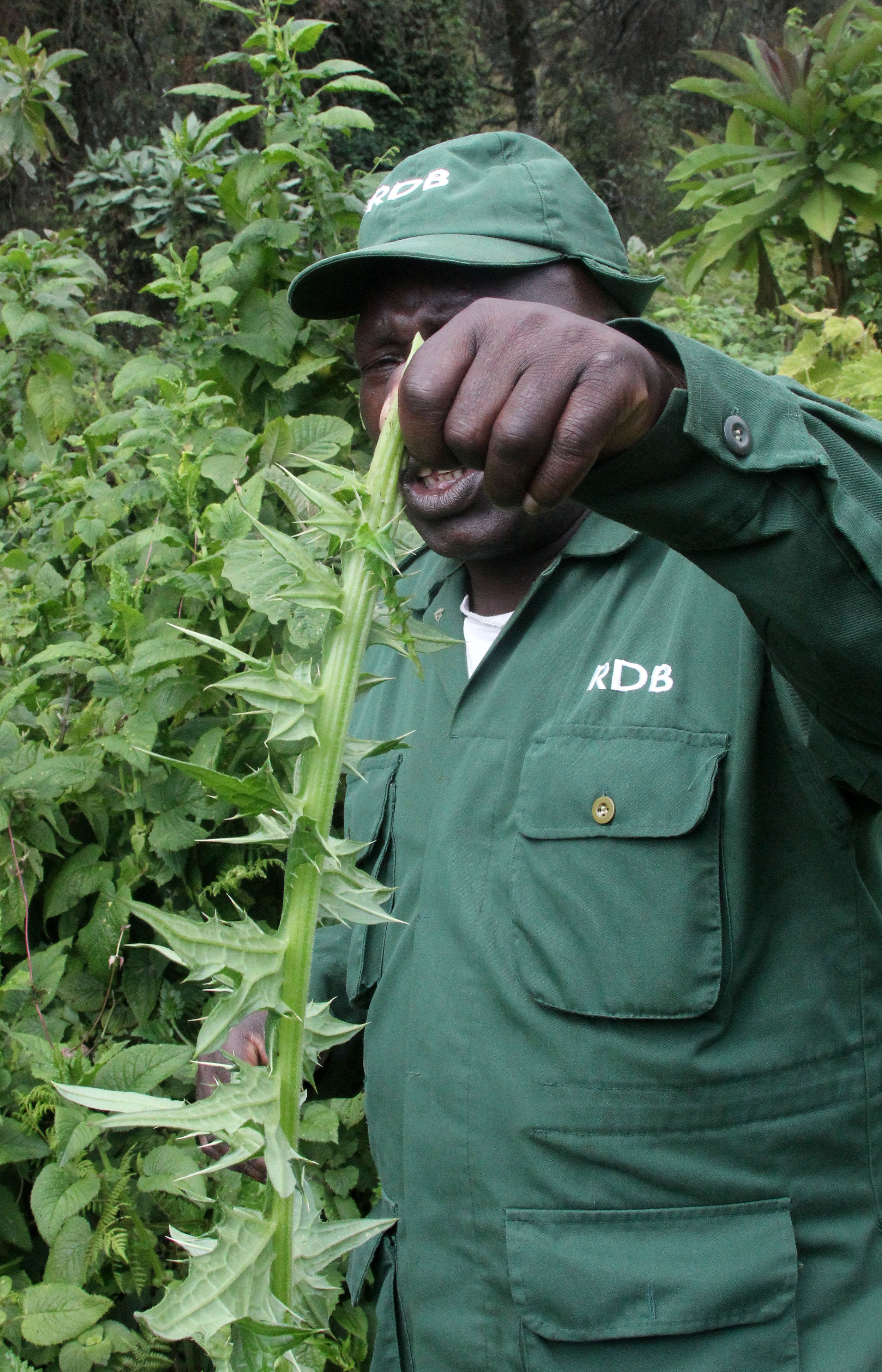 PARC DU VULCANS RWANDA 2012 (165).JPG