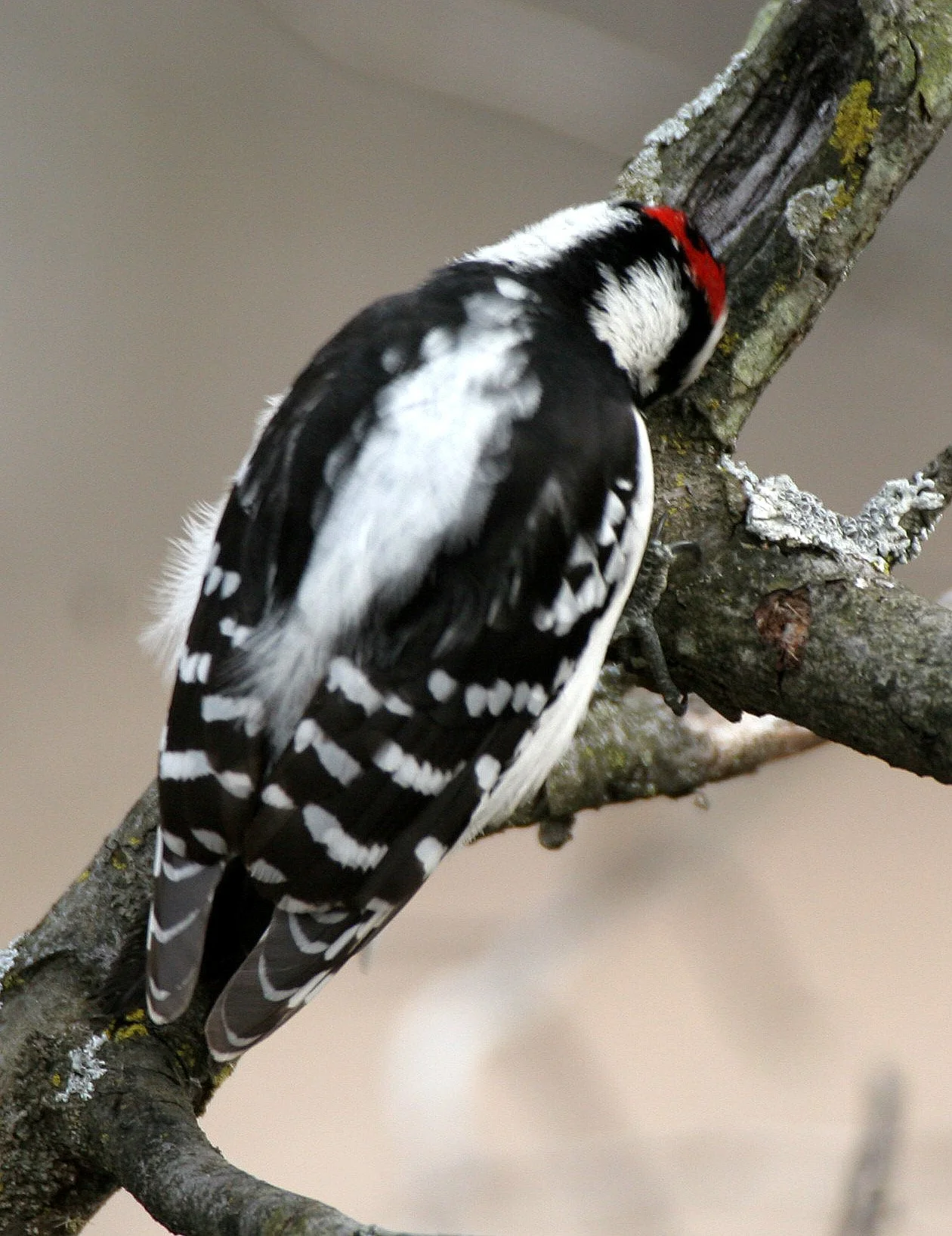 BIRD - WOODPECKER - DOWNY WOODPECKER - LINCOLN MARSH ILLINOIS (19).JPG