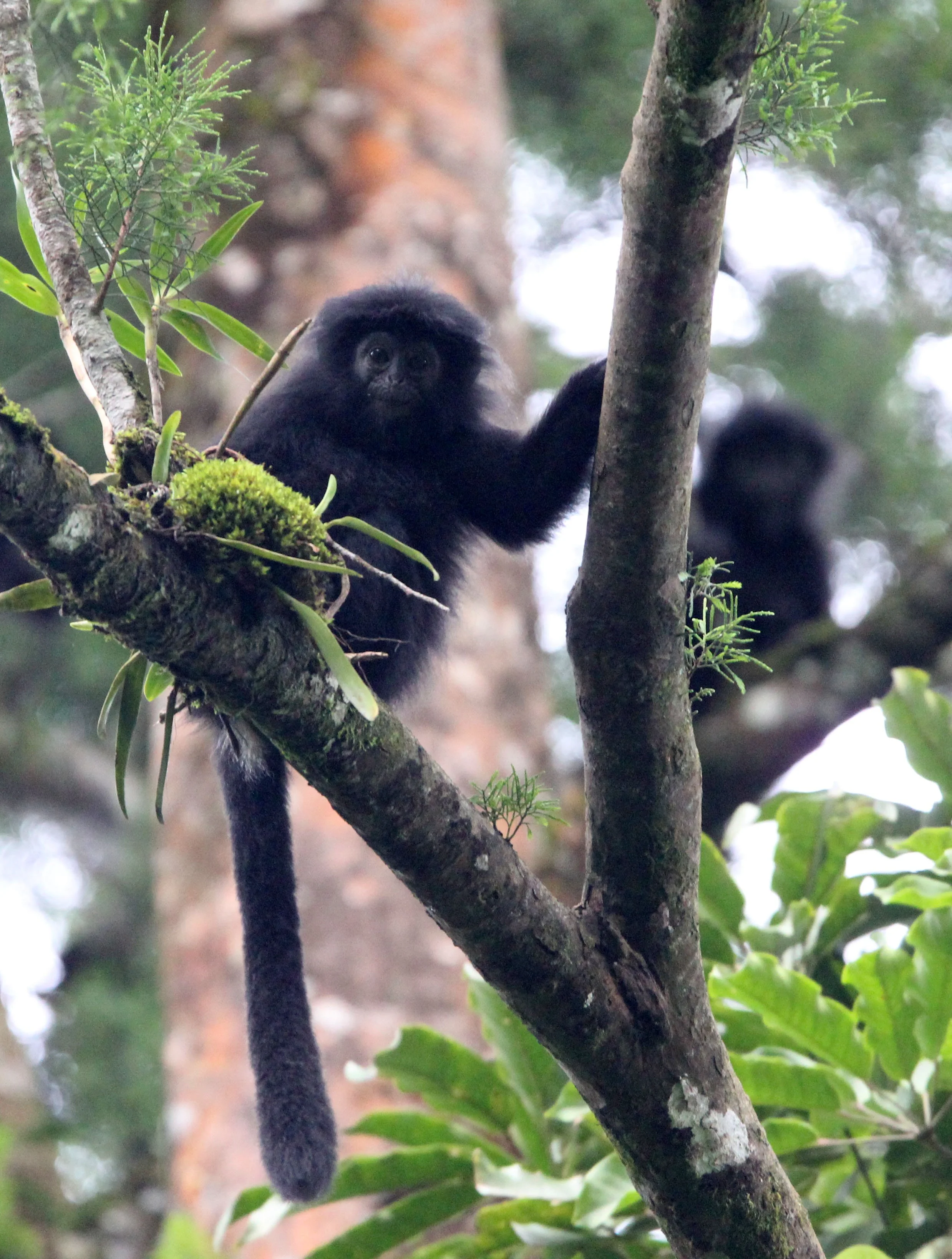 CERCOPITHECIDAE - Trachypithecus mauritius - WEST JAVAN (EBONY) LANGUR - GEDE NATIONAL PARK JAVA BARAT INDONESIA (9).JPG
