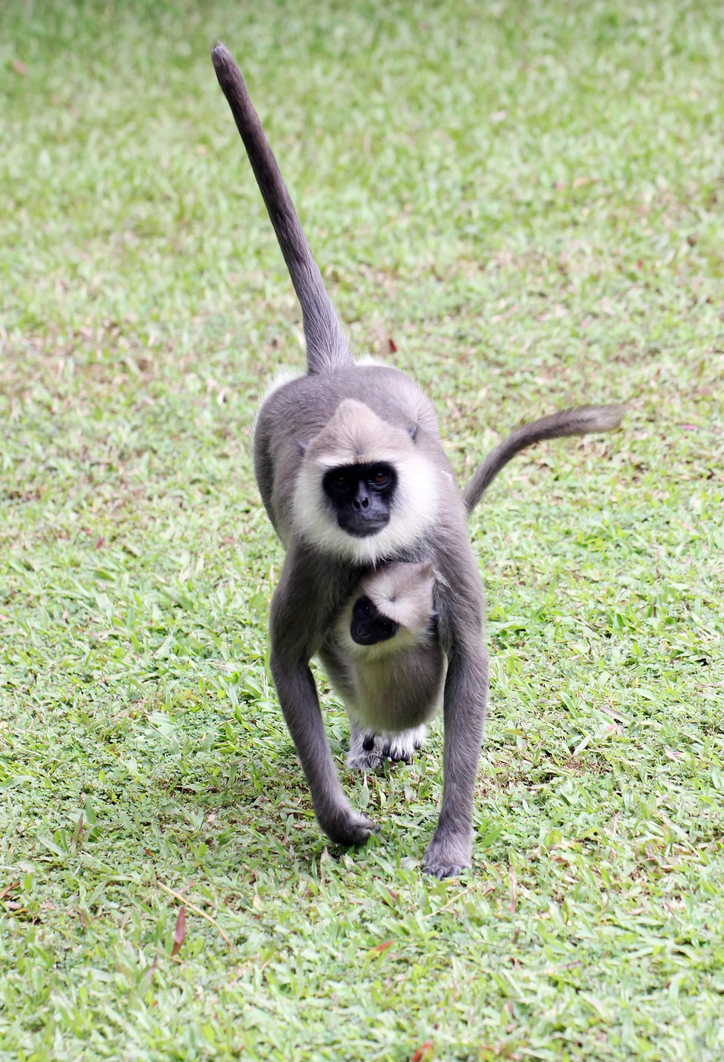CERCOPITHECIDAE - Semnopithecus priam thersites - SRI LANKAN GRAY (TUFTED) LANGUR - SRIGIRIYA FOREST AND FORTRESS AREA SRI LANKA (18).JPG