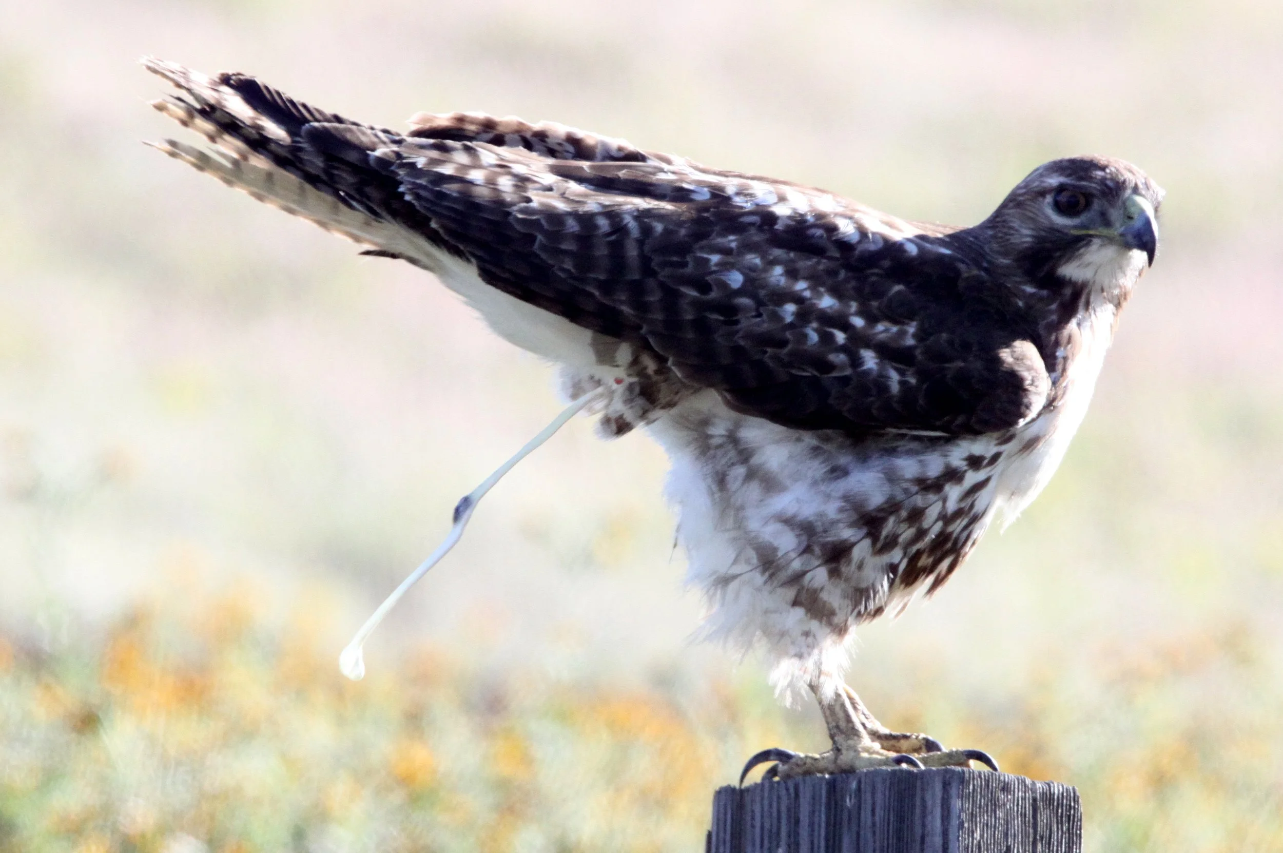 Buteo regalis - FERRUGINOUS HAWK - CARRIZO PLAIN NATIONAL MONUMENT (8).JPG