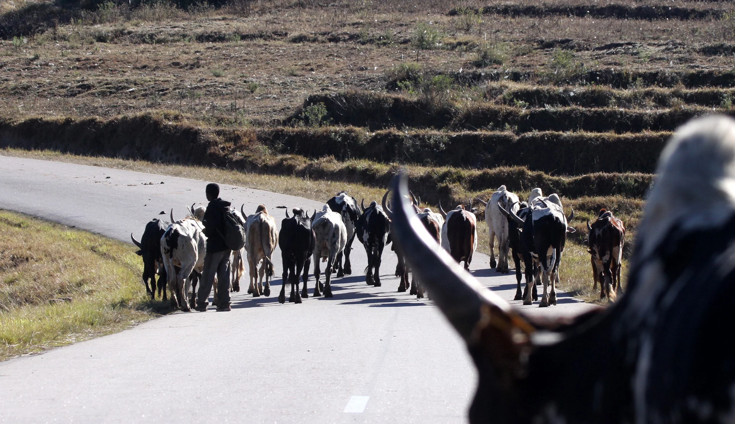 CENTRAL HIGHLANDS - CATTLE DRIVE.JPG