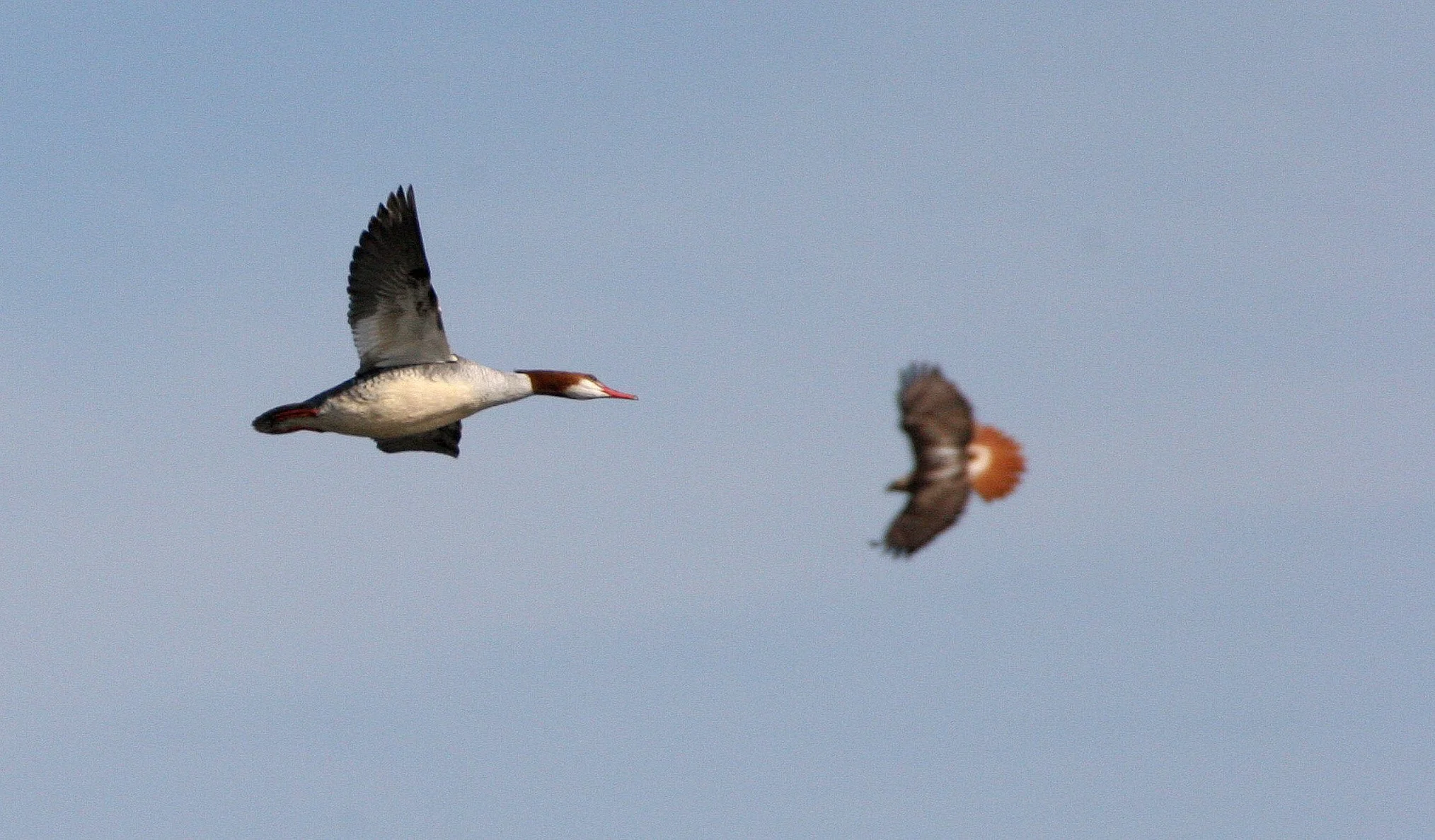MERGANSER - RED-BREASTED MERGANSER - Mergus serrator - WEST CHICAGO MARSH ILLINOIS (4).JPG