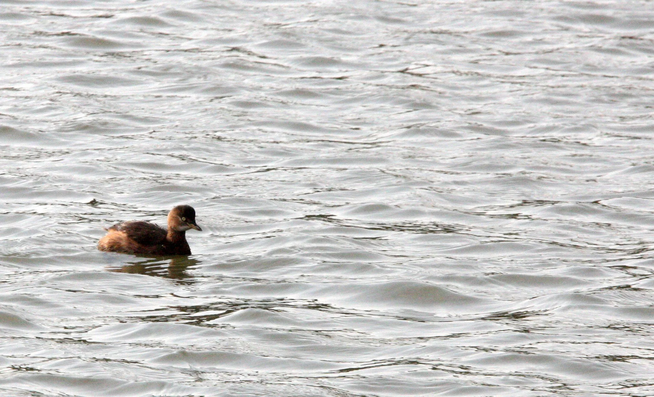 Little Grebe (Tachybaptus ruficollis) Pudong Botanical Gardens Shanghai China (9).JPG