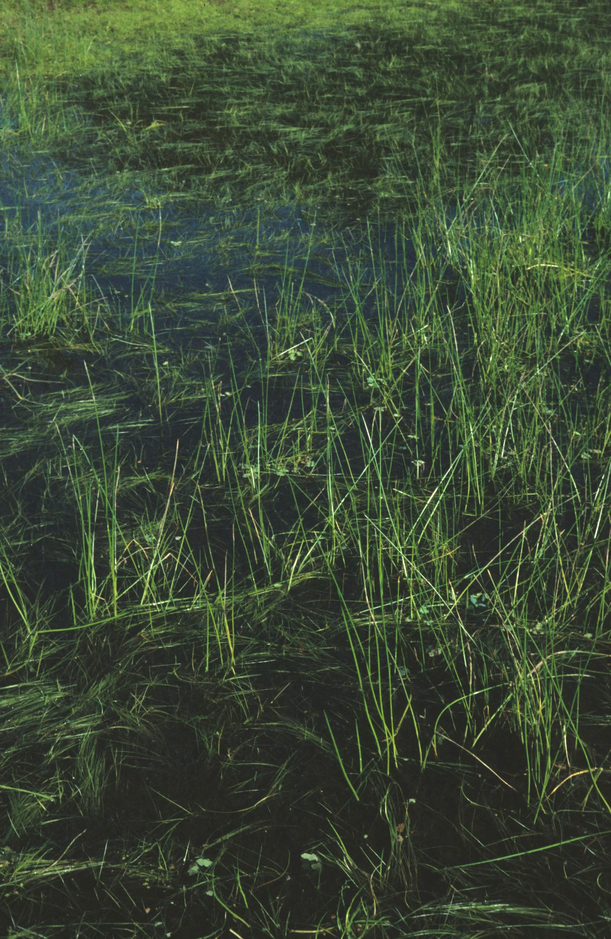 CALIFORNIA - PHOENIX FIELDS - VERNAL POOLS - WETLANDS.jpg