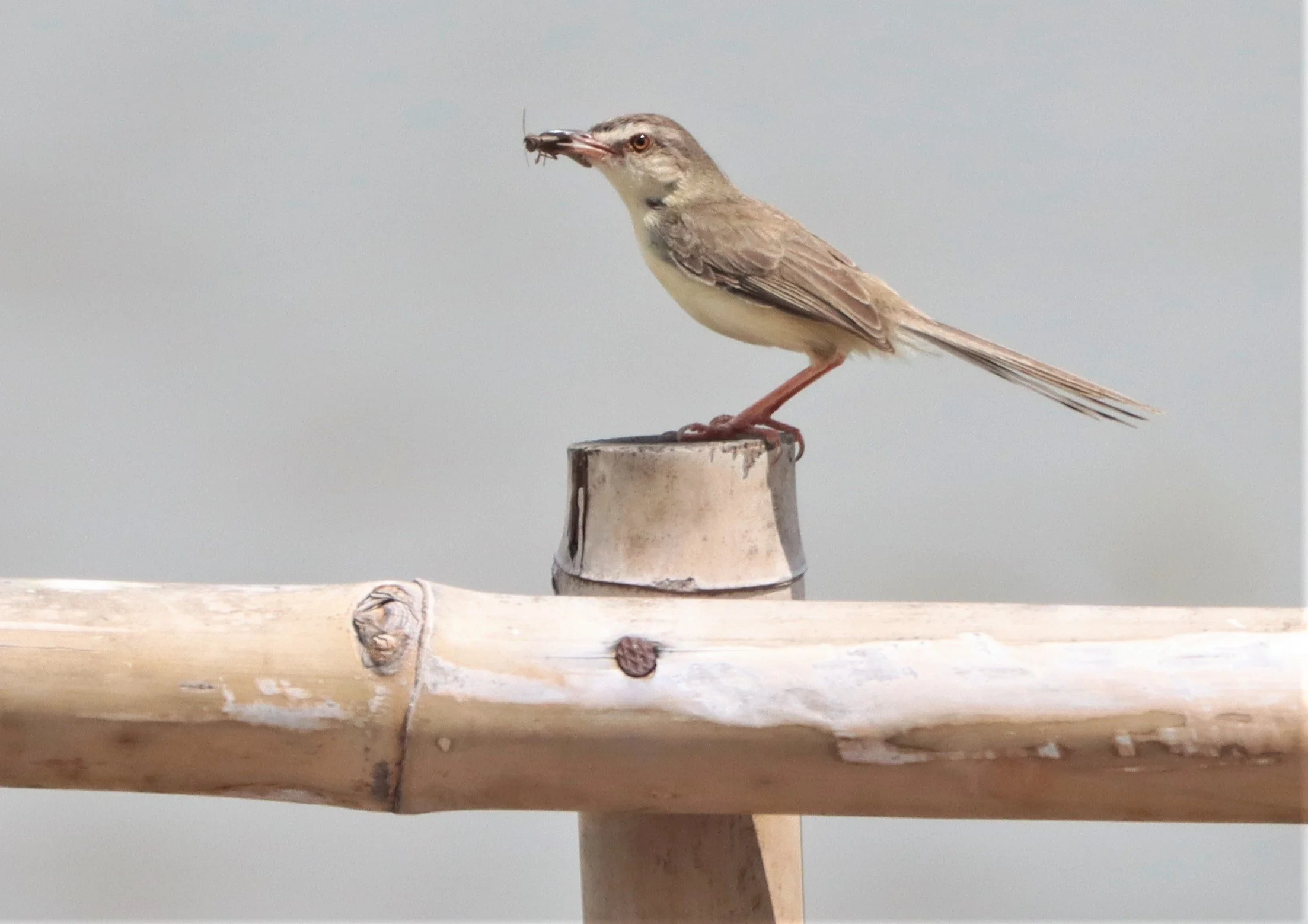 PRINIA - PLAIN PRINIA - Prinia inornata - BURIRAM HUAI CHORAKHE MAK (1).jpg