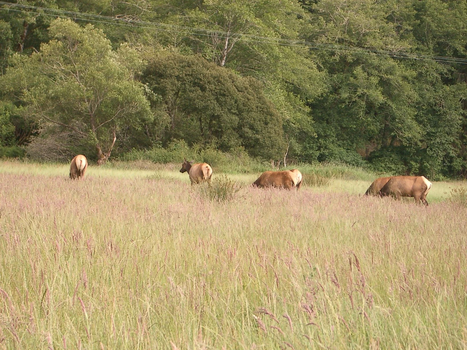 2004-6-12 LARRY AND KATRIS WEDDING IN EUREKA CALIFORNIA (157).JPG
