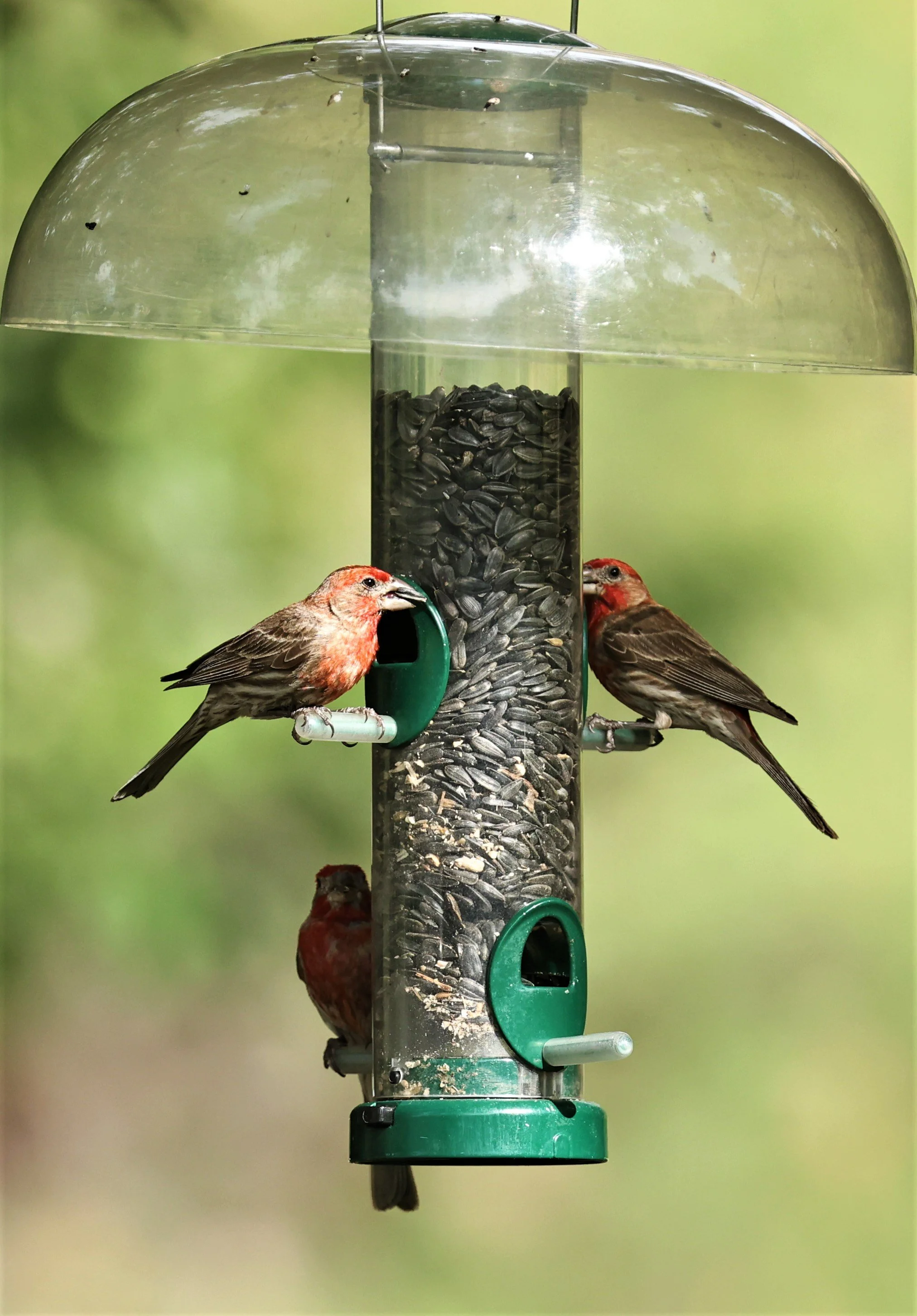 House Finch (Haemorhous mexicanus) Cave Creek Arizona (16).jpg