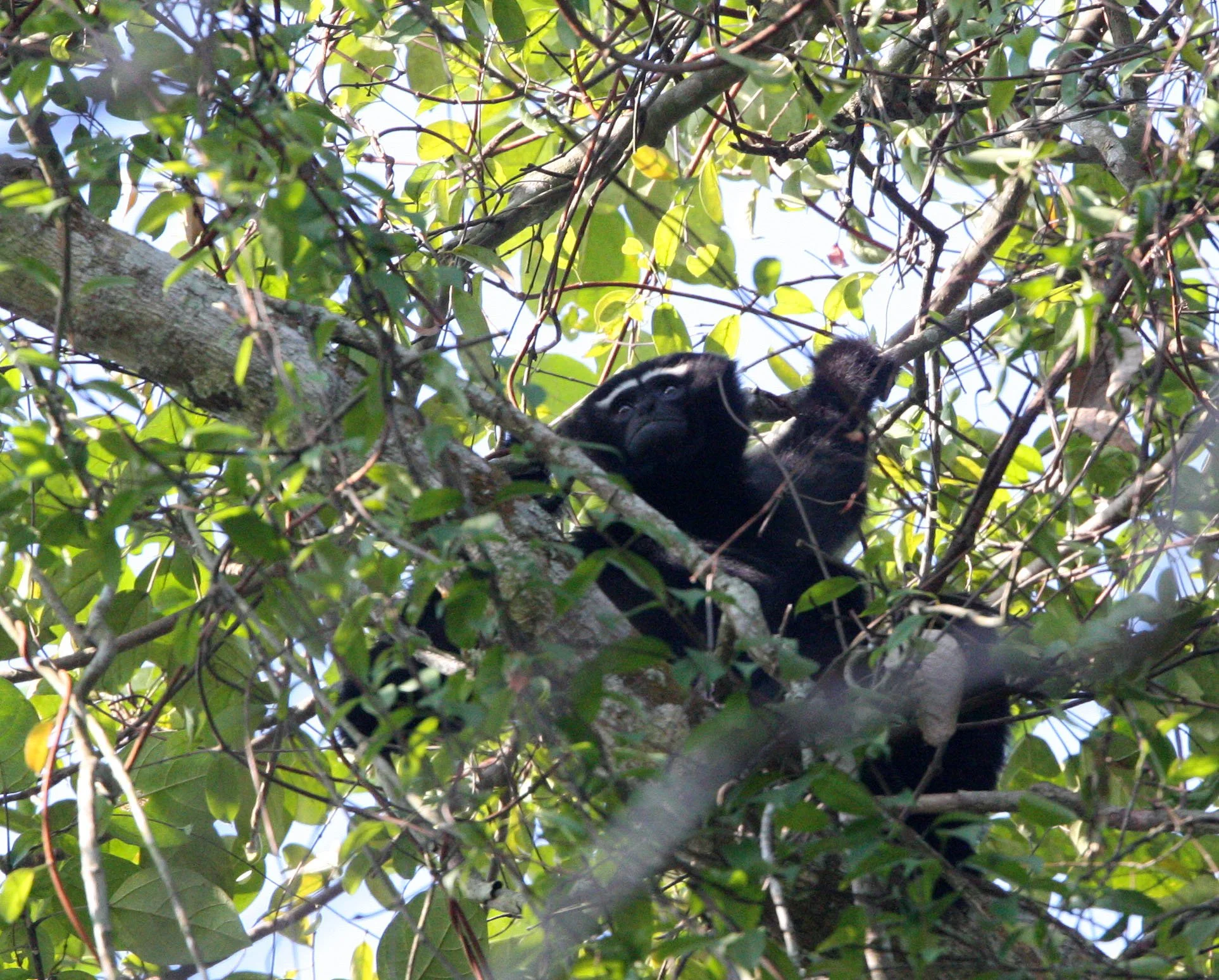 HYLOBATIDAE - Hoolock hoolock - WESTERN HOOLOCK'S GIBBON - WILD GIBBON SANCTUARY ASSAM INDIA (149).JPG