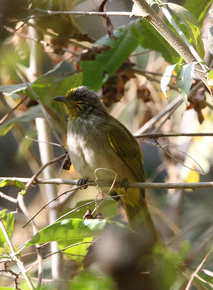 BULBUL - STRIPE-THROATED BULBUL - Pycnonotus finlaysoni -  KAENG KRACHAN NP THAILAND (7).JPG