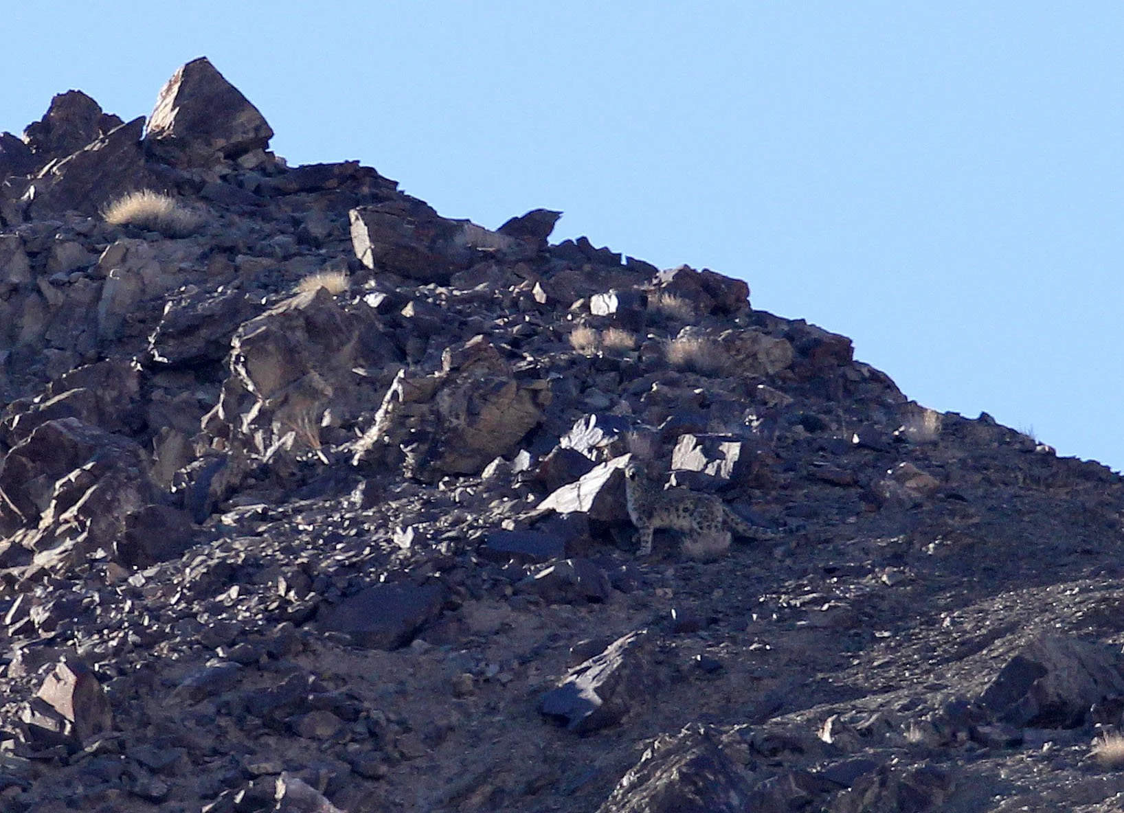 Panthera uncia - SNOW LEOPARD - HEMIS NATIONAL PARK - LADAKH INDIA - JAMMU & KASHMIR STATES (607).JPG