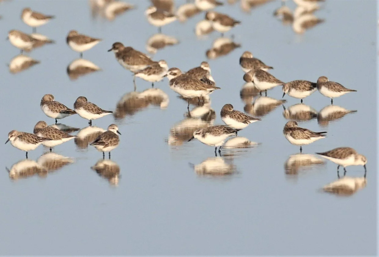SANDPIPER - SPOON-BILLED SANDPIPER - Calidris pygmeus - PAK THALE 16 & 19 OCTOBER 2021 (2).jpg
