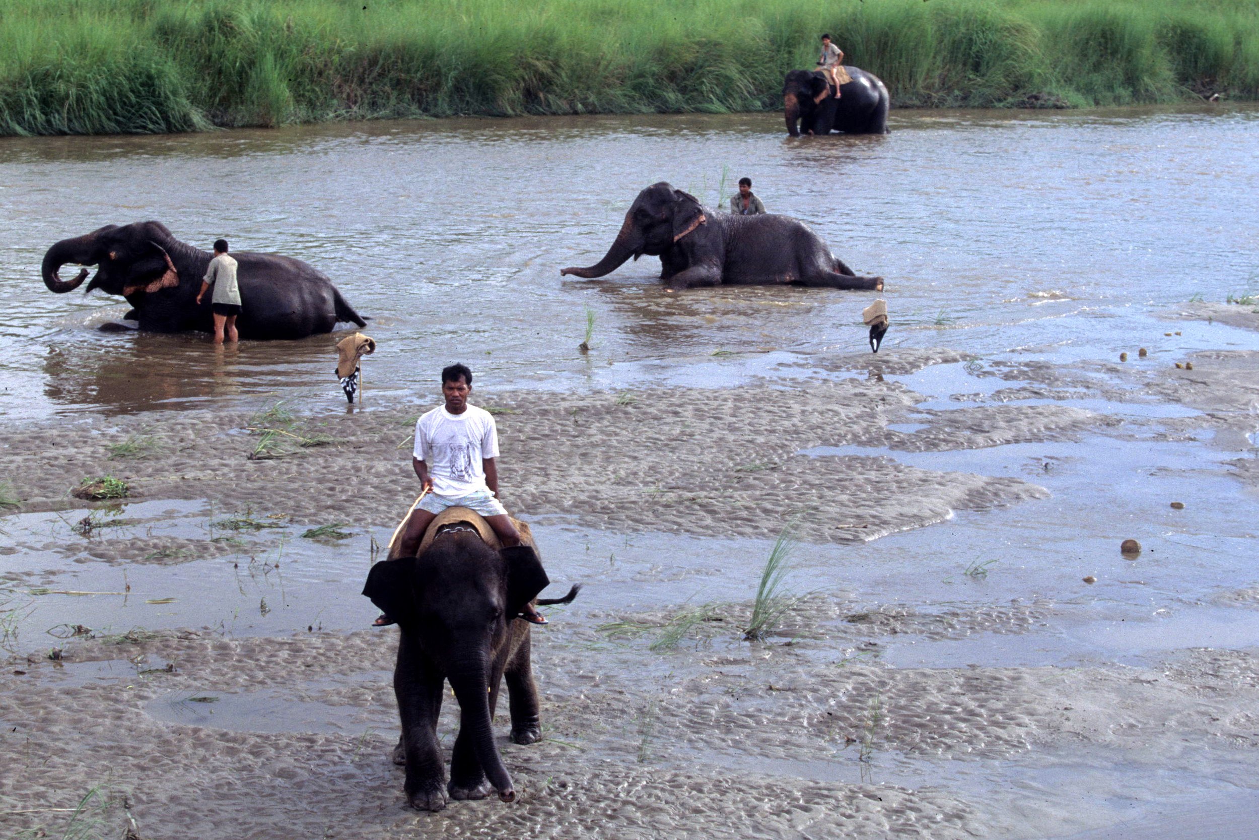 NEPAL - CHITWAN NP - ELEPHANT LABOR (2).jpg