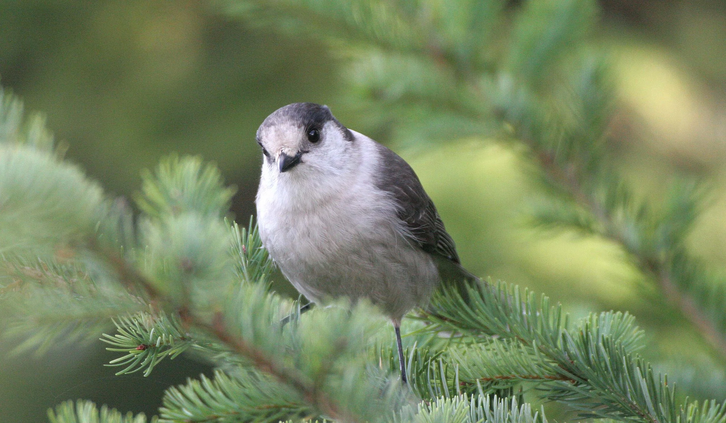 BIRD - JAY - GRAY JAY - MORSE CREEK CANYON OVERLOOK (2).jpg