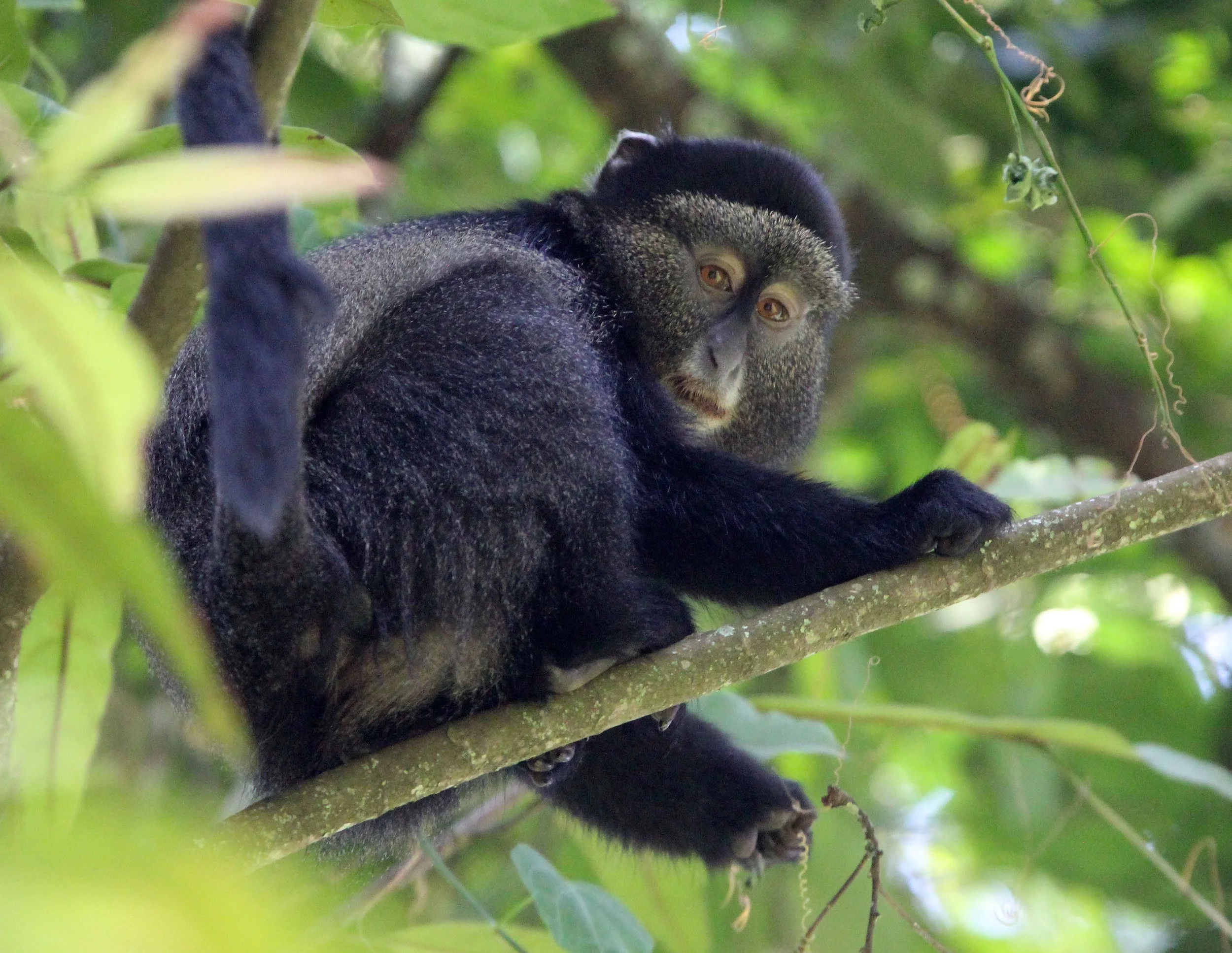CERCOPITHECIDAE - Cercopithecus doggetti - SILVER MONKEY - NYUNGWE NATIONAL PARK RWANDA (148).JPG