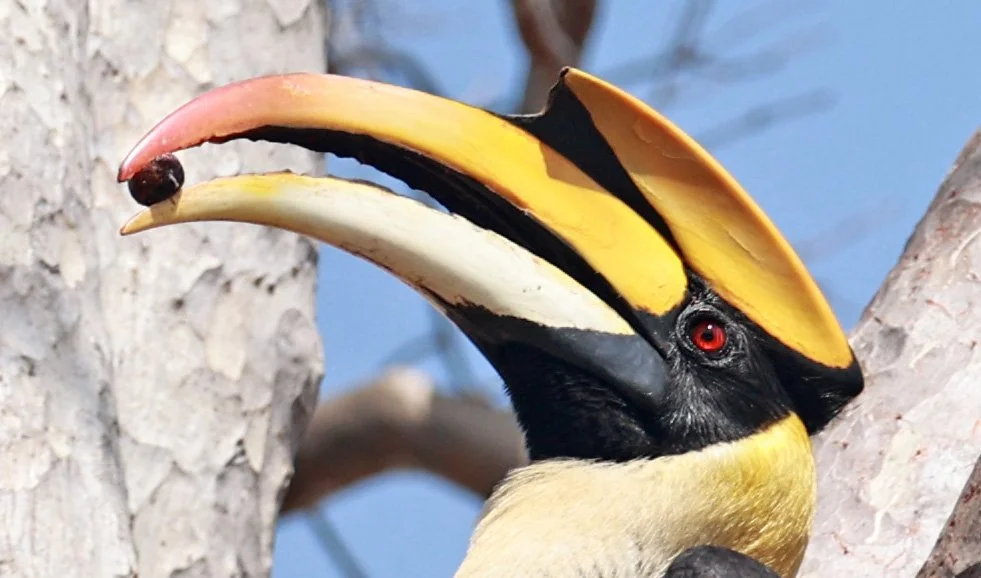 Great hornbill (Buceros bicornis) Pak Chong Mu Si Municipality Feb 2026 (34).jpg