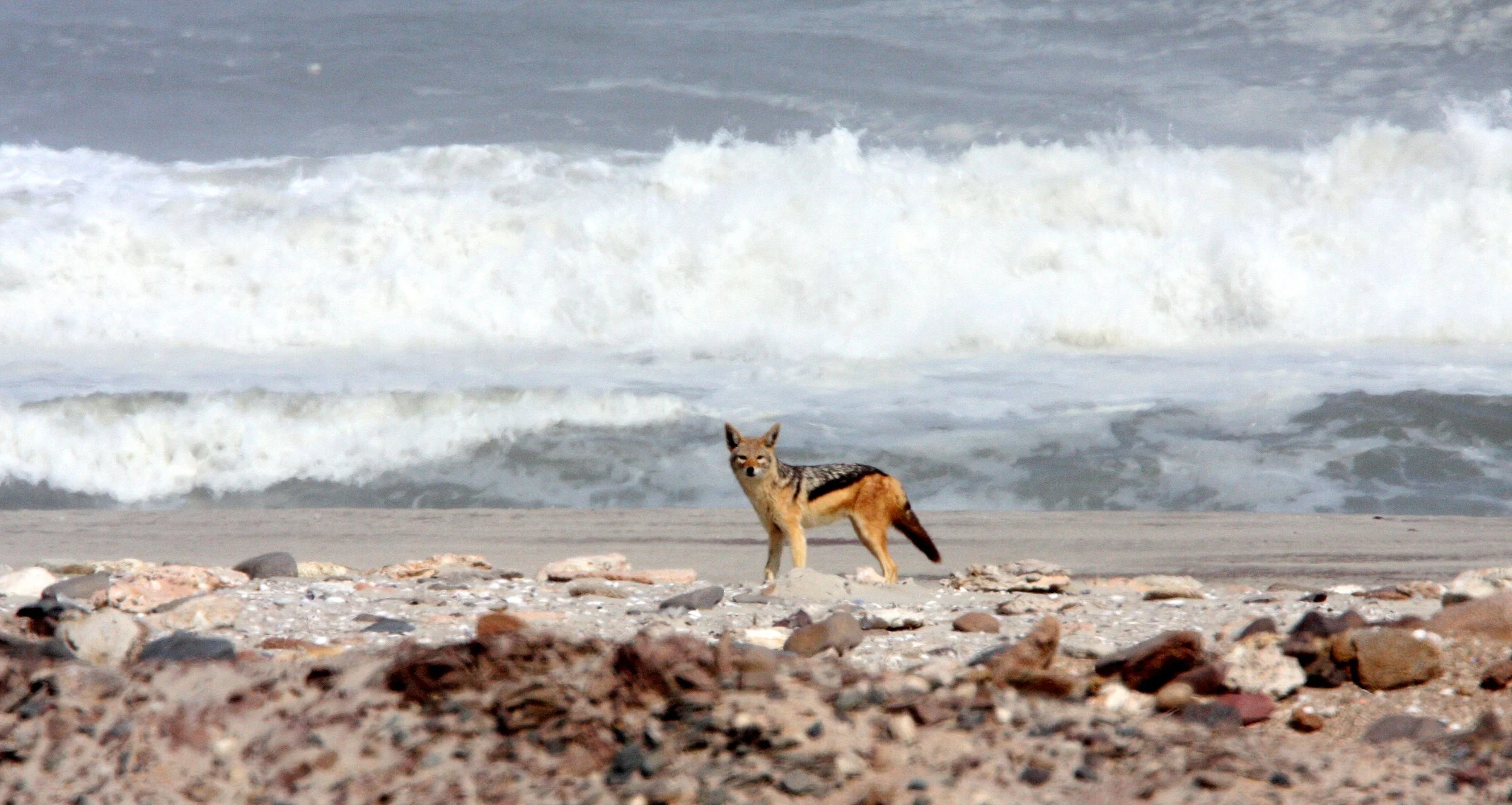 JACKAL - Lupulella mesomelas mesomelas - CAPE BLACK-BACKED JACKAL - SKELETON COAST NAMIBIA (3).JPG