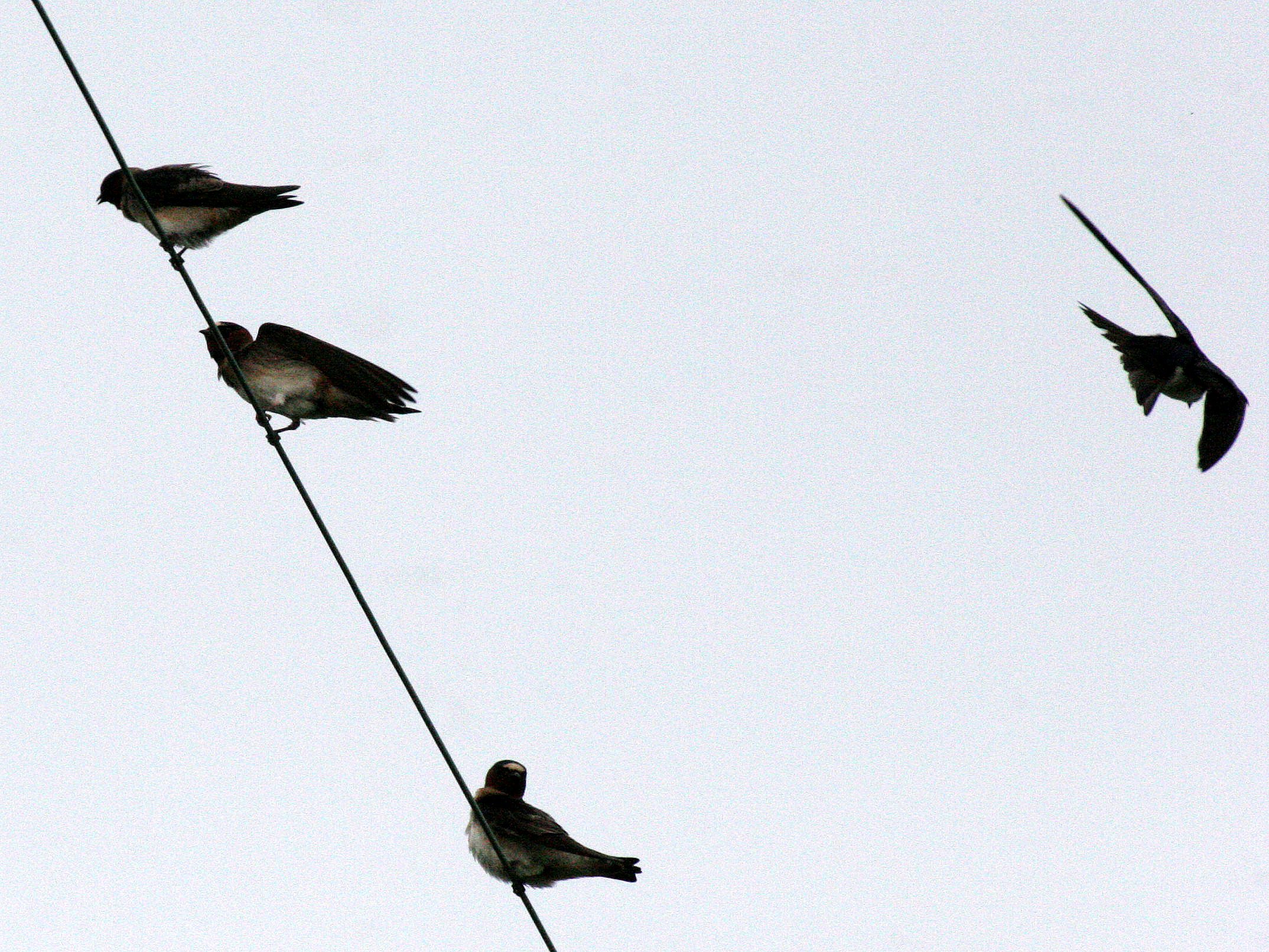 BIRD - SWALLOW - CLIFF SWALLOW - JAMESTOWN WA (2).JPG