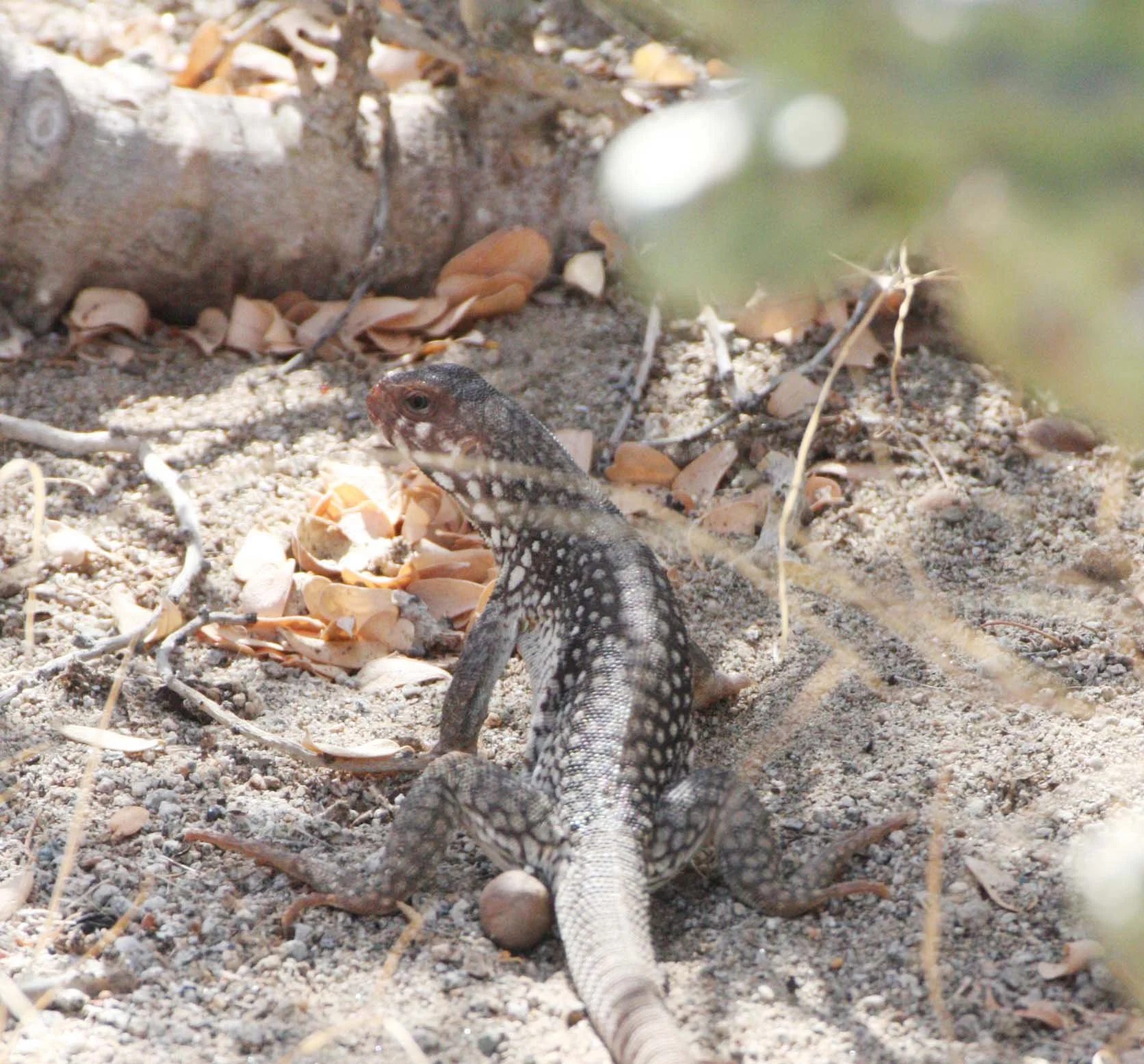 Dipsosaurus catalinensis - CATALINA ISLAND DESERT IGUANA - ISLA SANTA CATALINA BAJA MEXICO  (19).JPG