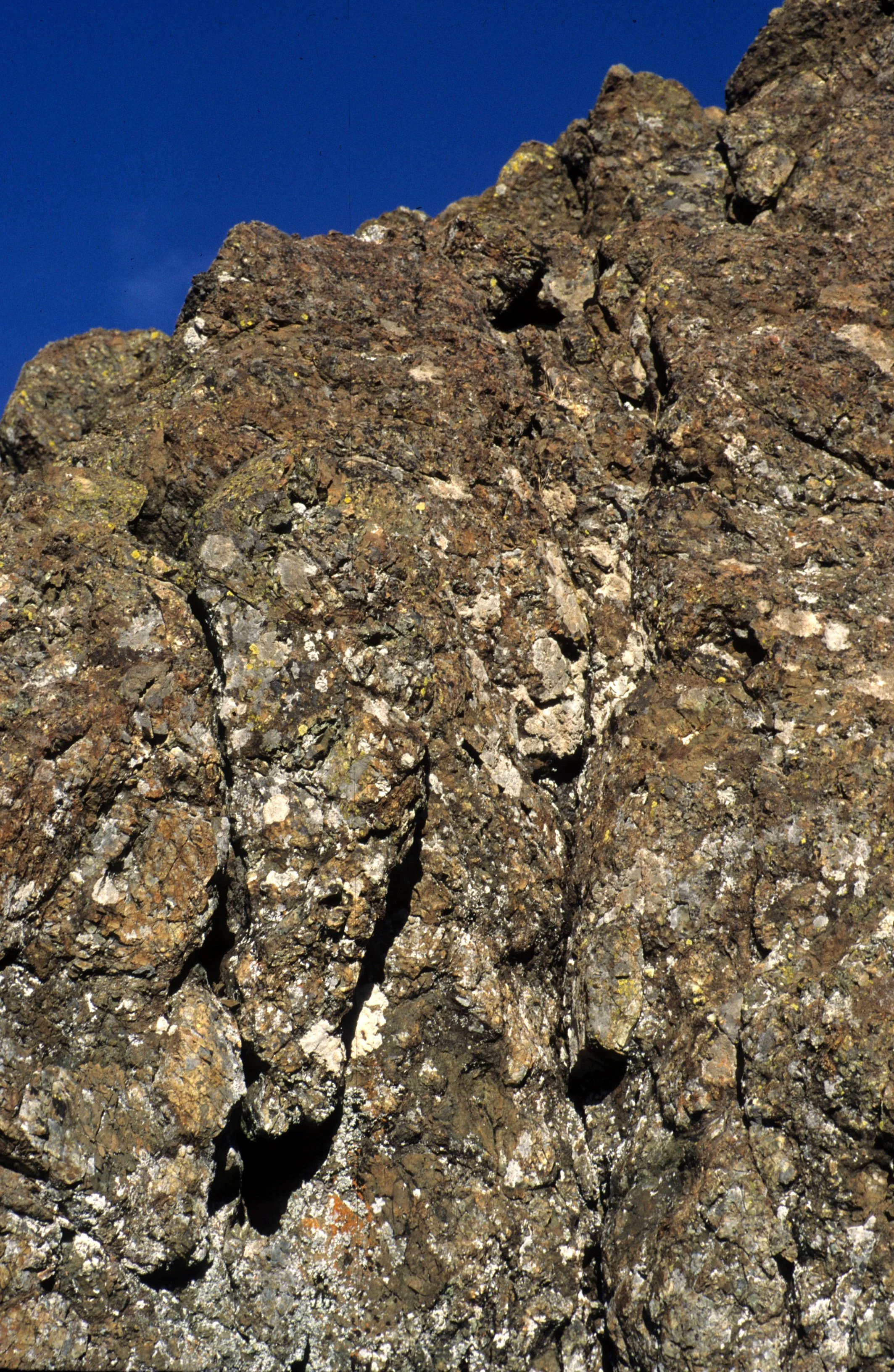 CALIFORNIA - SIERRA NEVADA - LICHEN SPECIES (5).jpg