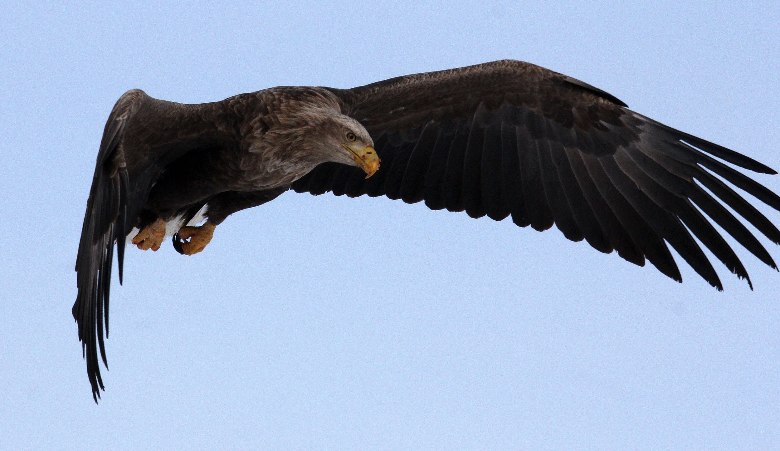Haliaeetus albicilla - WHITE-TAILED EAGLE - AKAN INTERNATIONAL CRANE CENTER - HOKKAIDO JAPAN (34).JPG