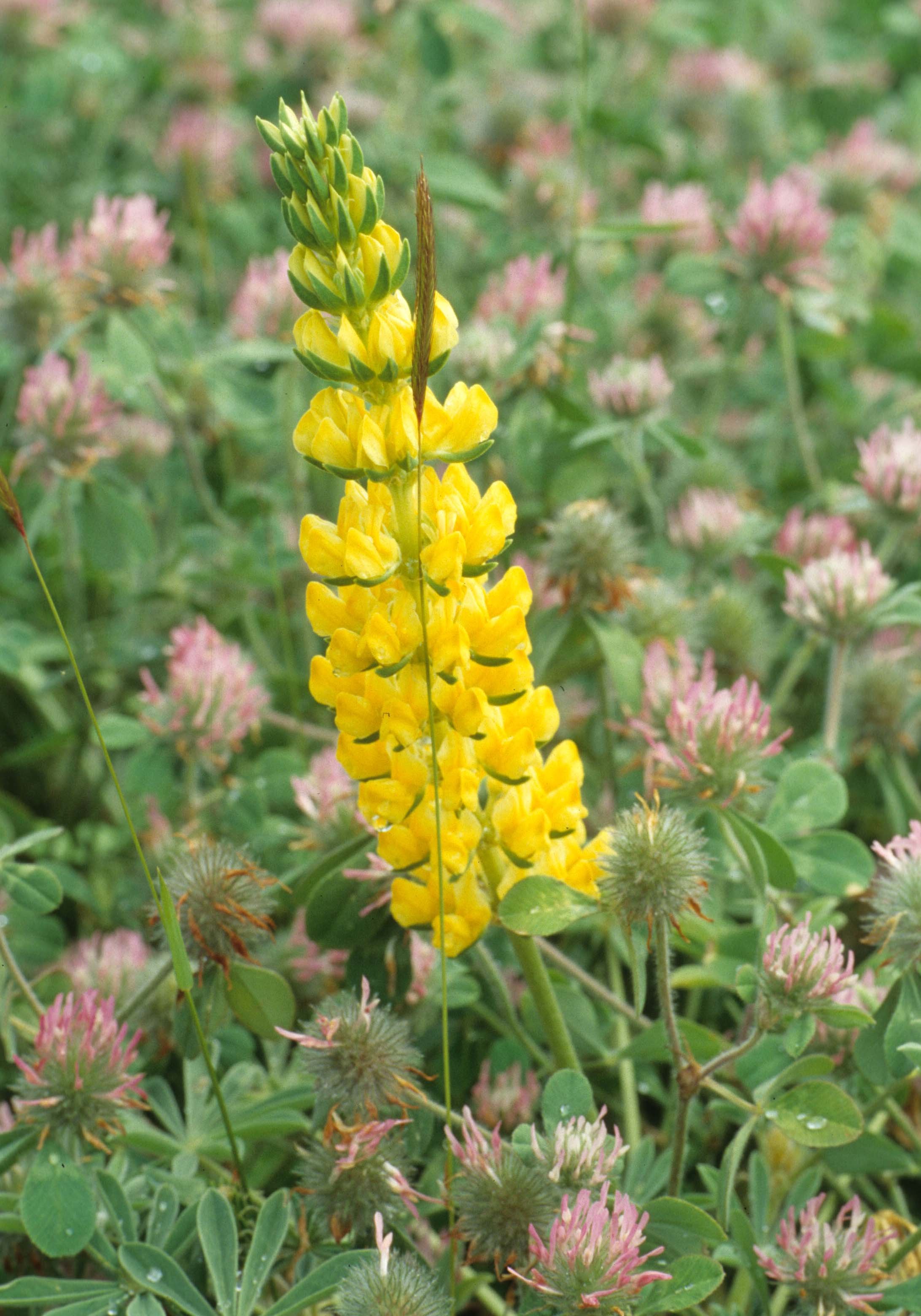 MONTANA - GLACIER - LEGUMINOSEAE - LUPINUS SPECIES.jpg