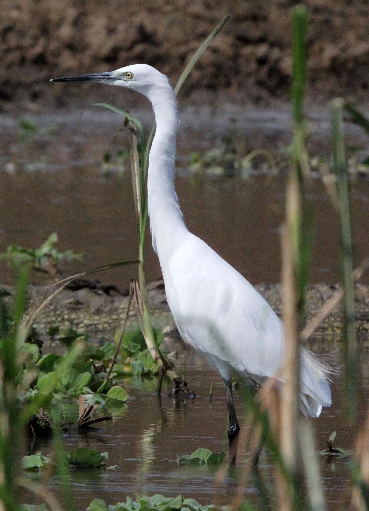 EGRET - LITTLE EGRET- Egretta garzetta - QUEEN ELIZABETH NATIONAL PARK UGANDA (5).JPG