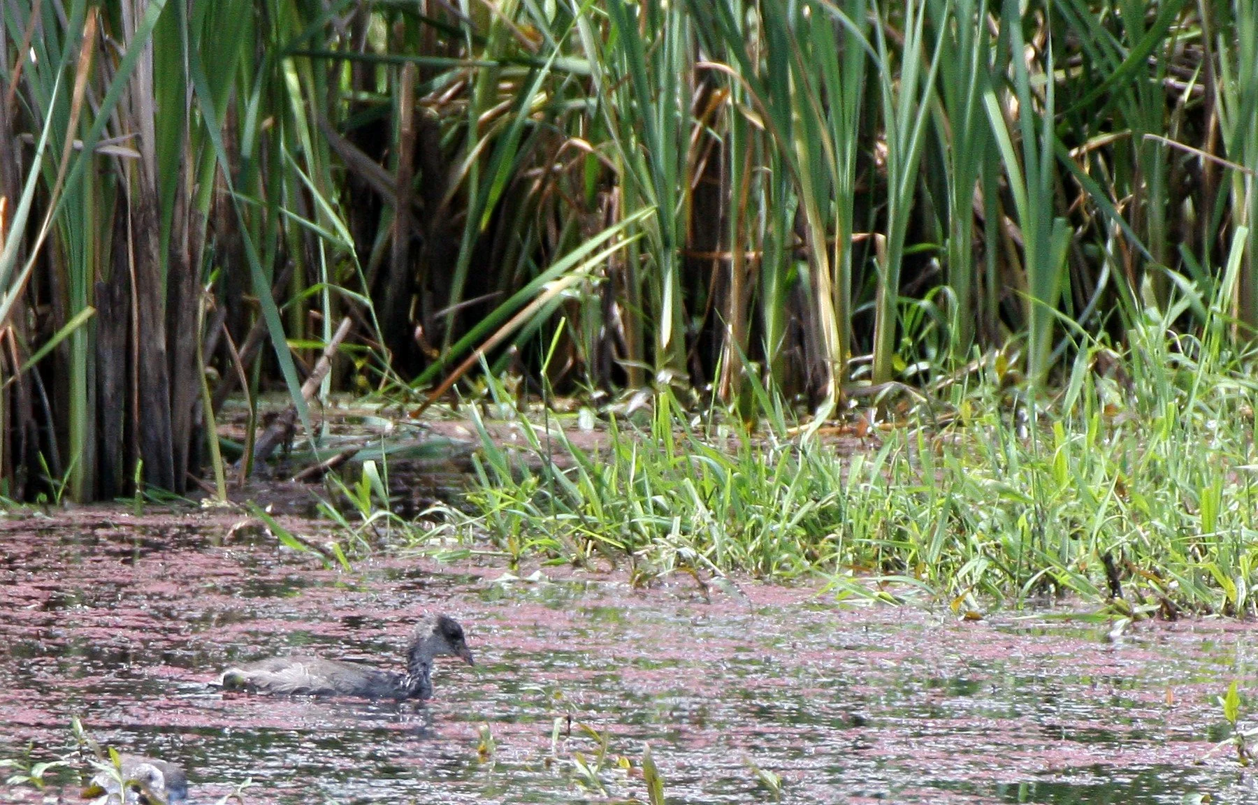 Pied-billed Grebe (Podilymbus podiceps) Ridgefield NWR Washington (5).JPG