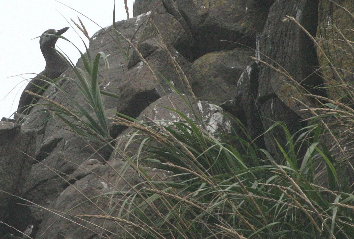 Cepphus carbo - SPECTACLED GUILLEMOT - MONERON ISLAND RUSSIA (5).jpg