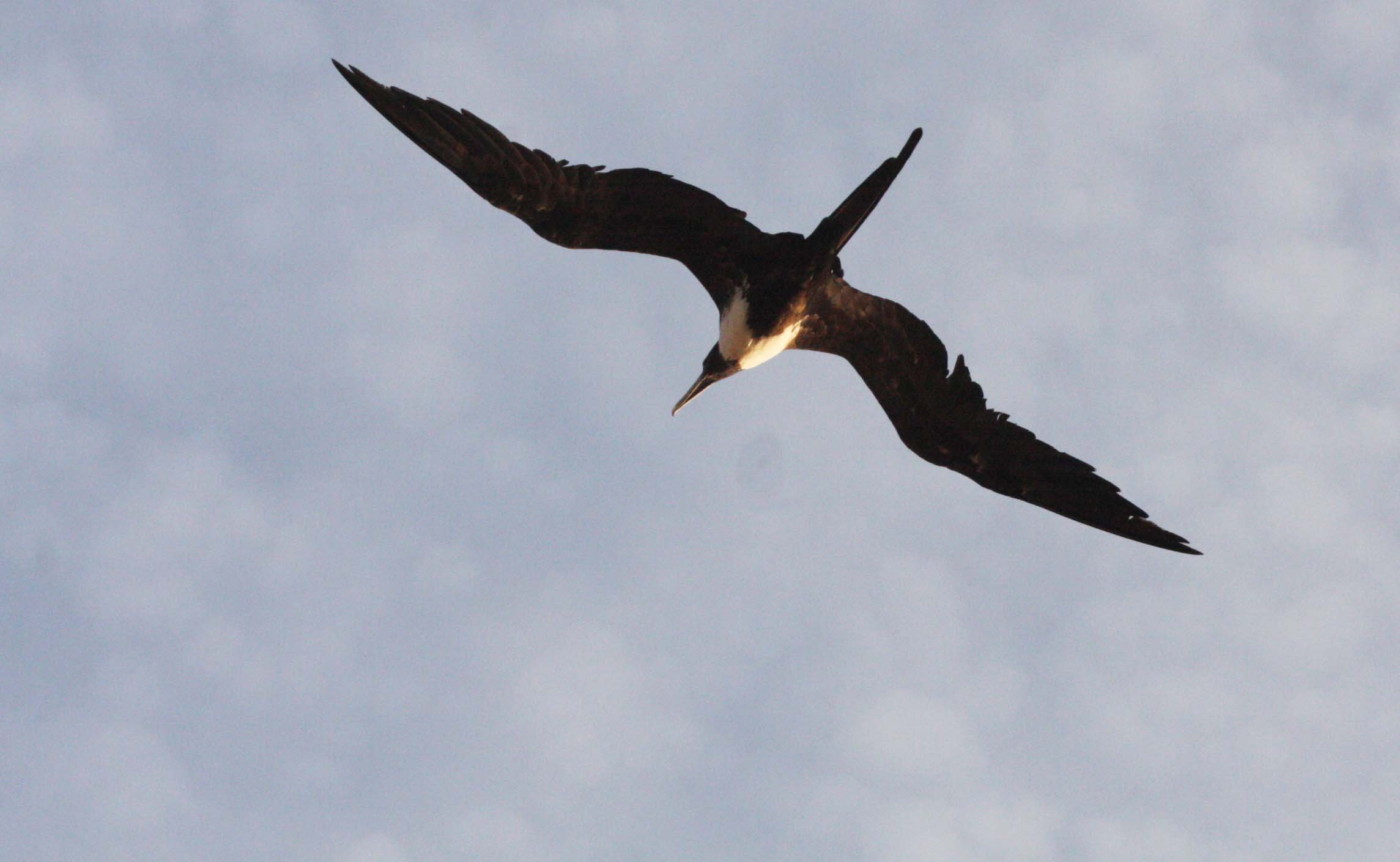 Magnificent Frigatebird (Fregata magnificens) Isla Catalina Baja Mexico (6).JPG