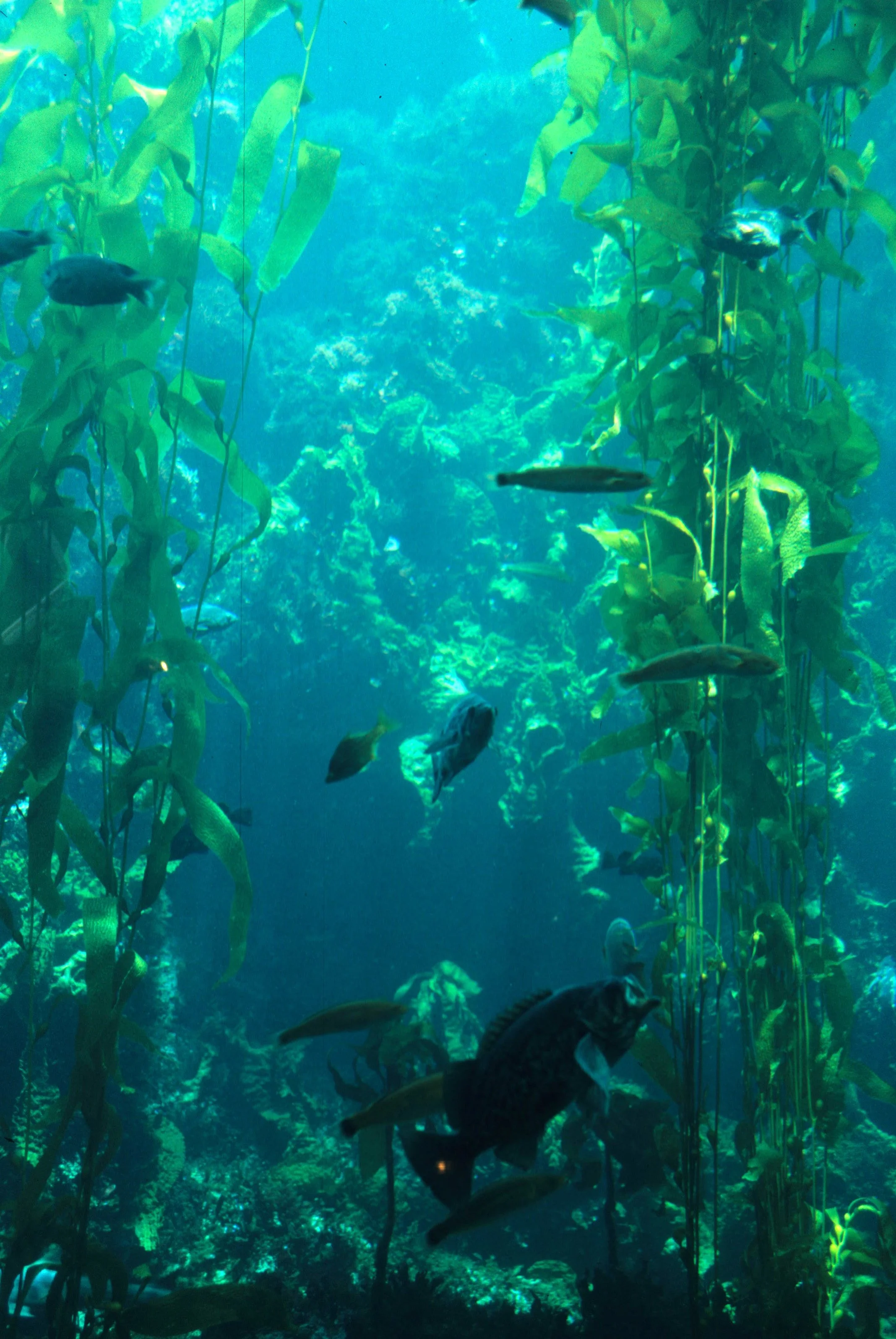 CALIFORNIA - MONTERREY - KELP FOREST  (3).jpg