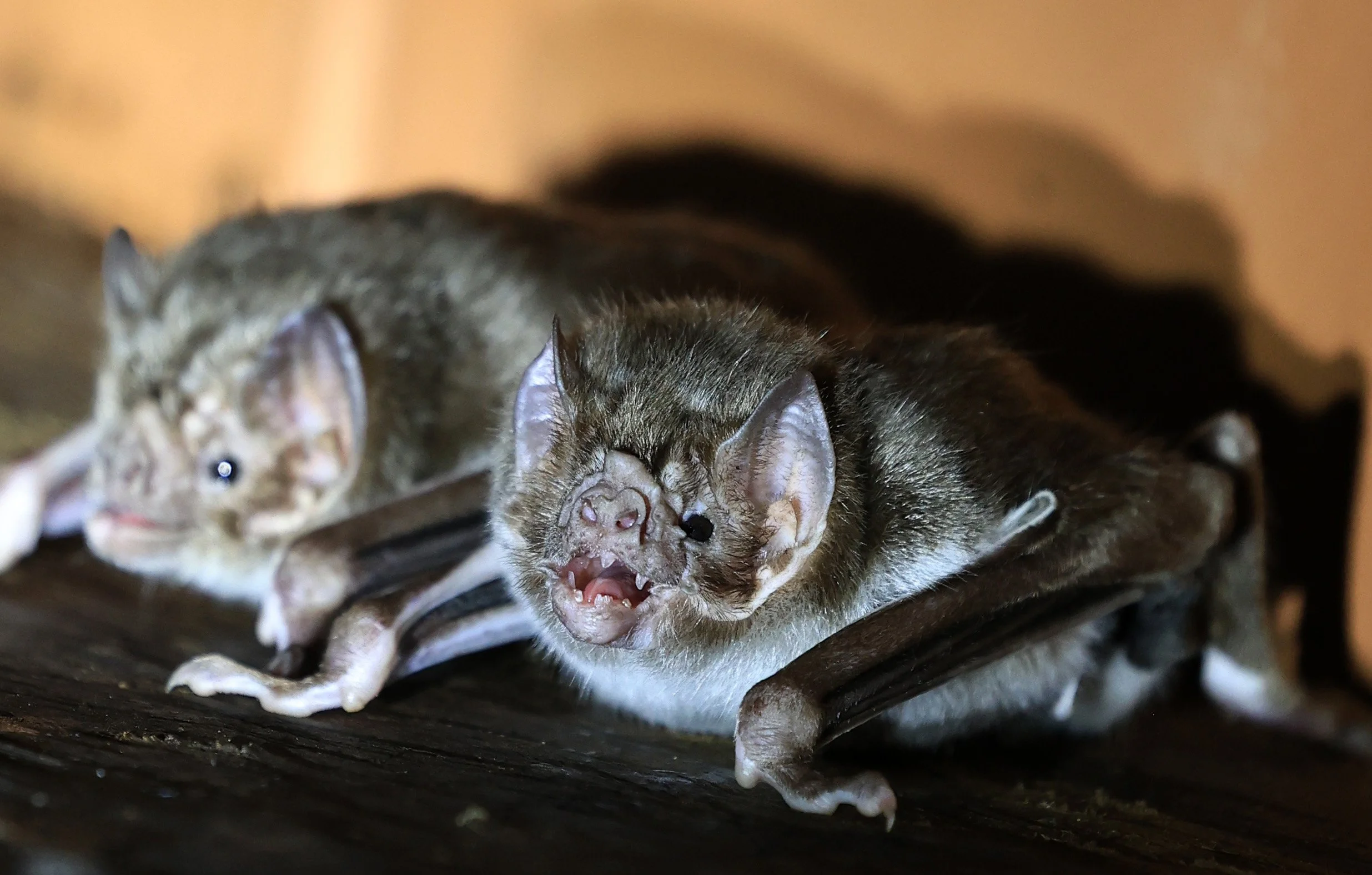 Common Vampire Bat (Desmodus rotundus) Abandoned house on road between Pozo Colorado & Asuncion (30).jpg