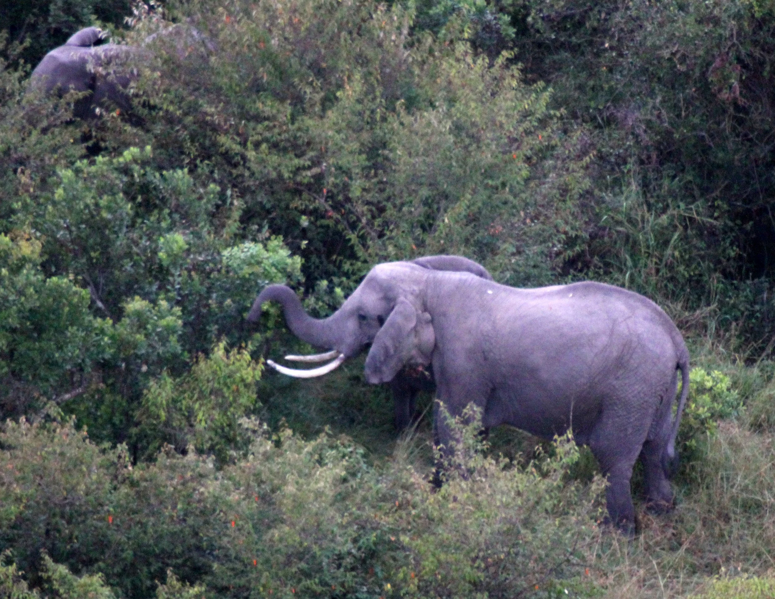 ELEPHANT - MASAI MARA NATIONAL PARK KENYA.JPG