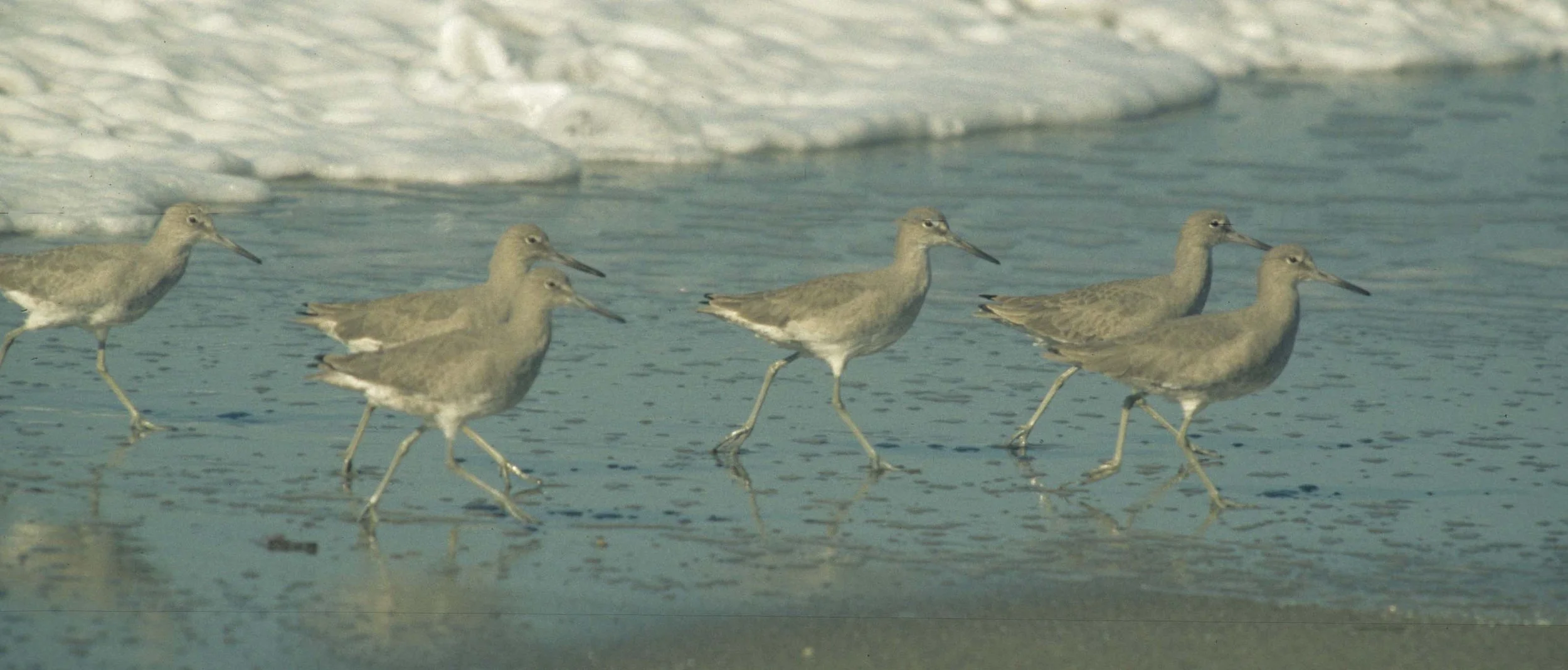 BIRD - WILLETS - POINT REYES SURF.jpg