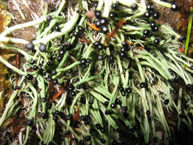 2005-12-31 DAY TRIP TO CRESCENT LAKE AND ELWHA (2).JPG