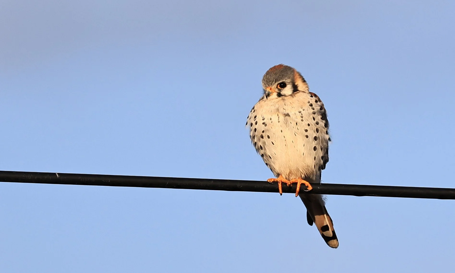 American Kestrel (Falco sparverius) Aurora Chaquena Reserve, Neuland Mennonite Colony Paraguay (6).jpg