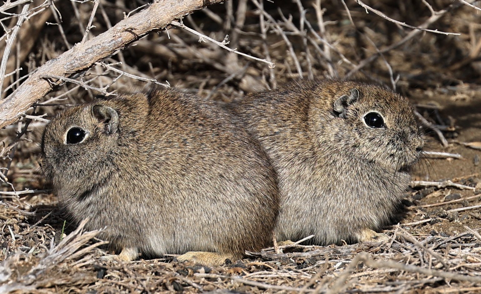 Southern Mountain Cavy (Microcavia australis) Valdes Peninsula, Chubut Province, Argentina Day 2 (1 (93).jpg