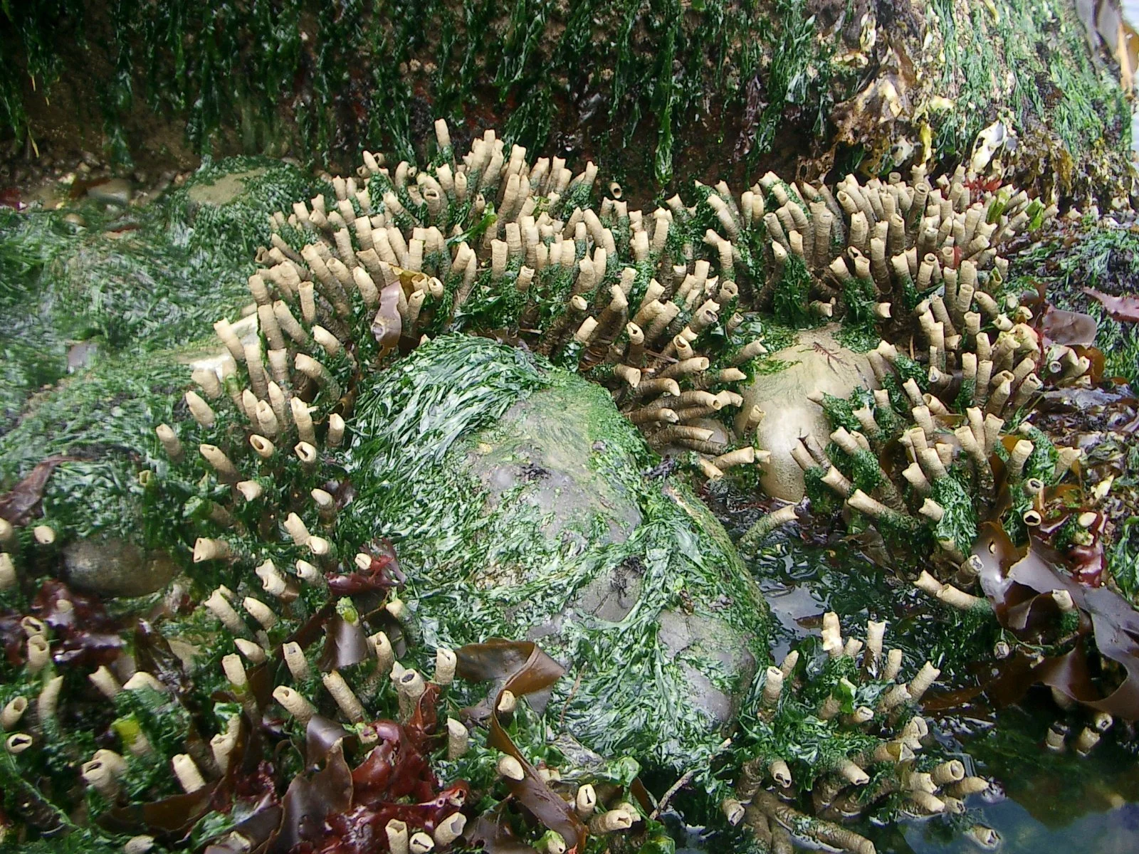 2003-7-31 FAMILY REUNION IN WASHINGTON AND CANADA (27).JPG