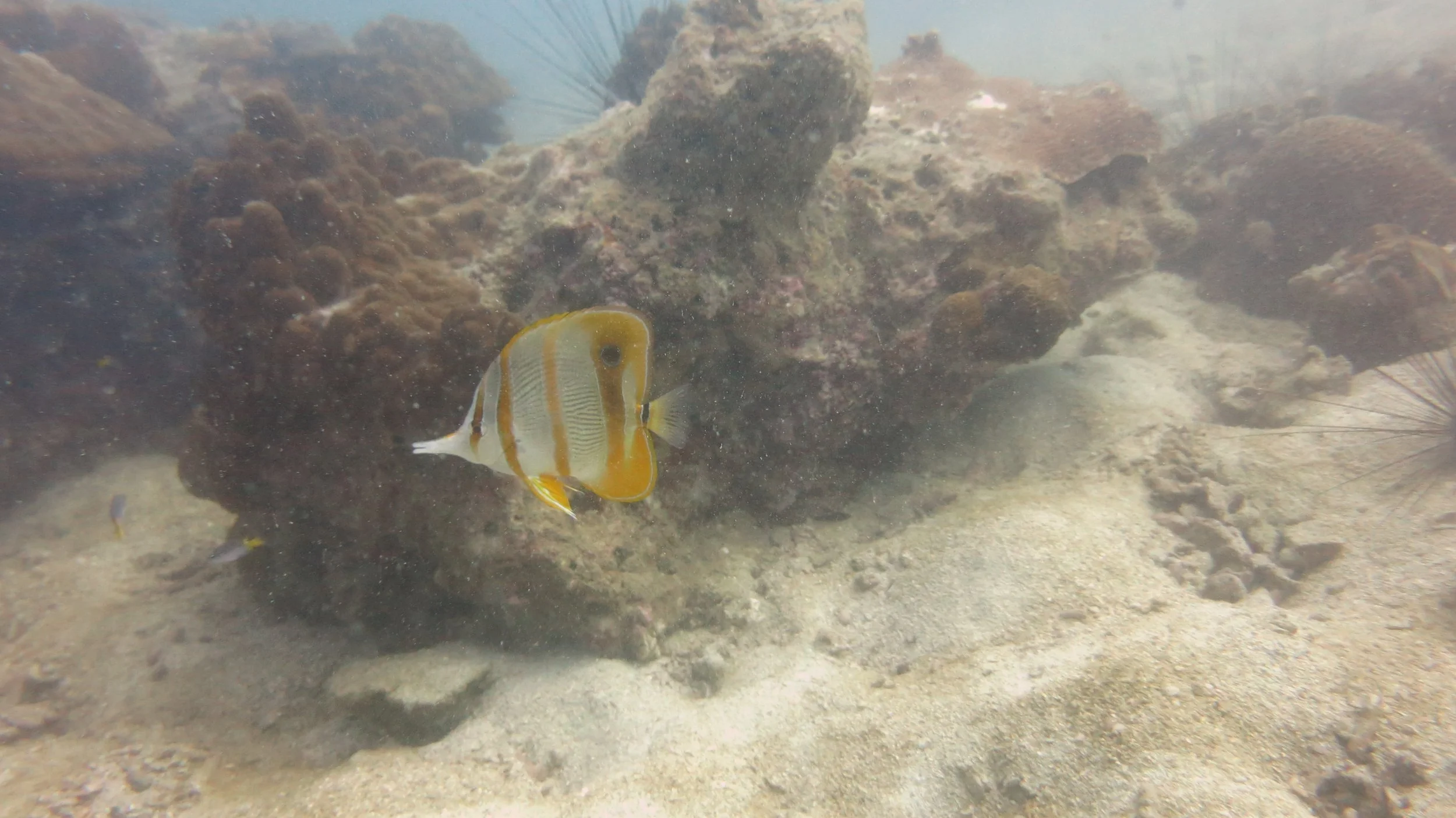 Chaetodontidae - Chelmon rostratus - Copperband Butterflyfish - Sattahip, Thailand