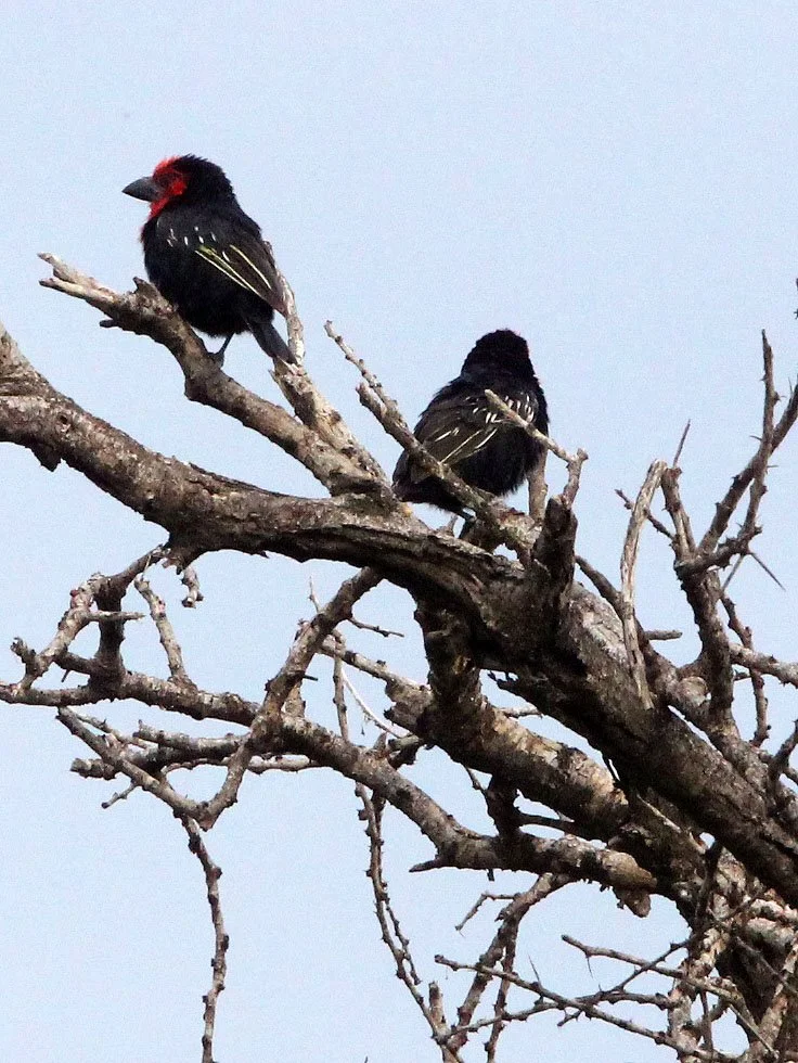 BARBET - BLACK-BILLED BARBET - Lybius guifsobalito - AWASH NATIONAL PARK ETHIOPIA (6).JPG