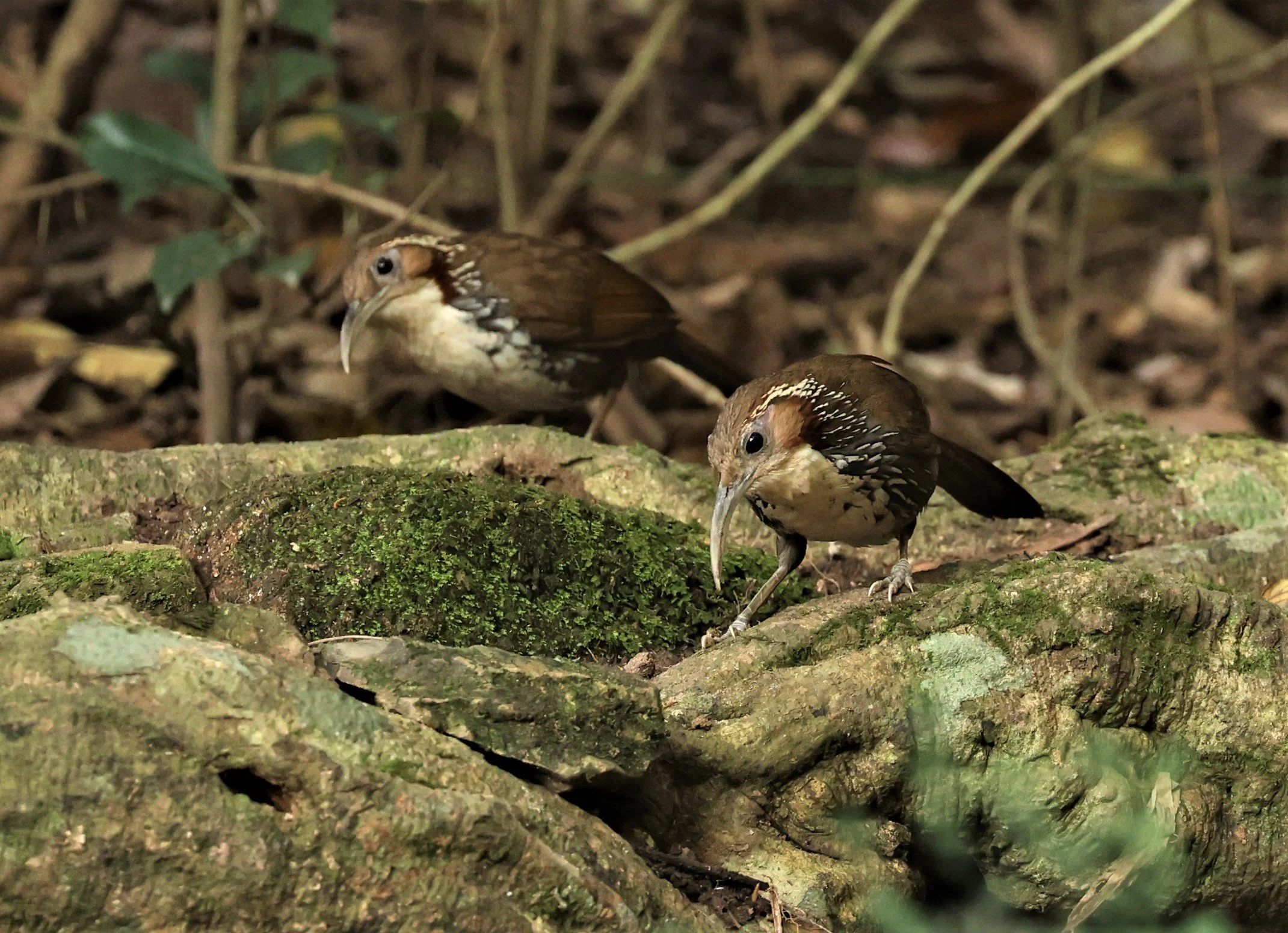 SCIMITAR BABBLER - Erythrogenys hypoleucos - LARGE SCIMITAR BABBLER - NUY HIDE NEAR KAENG KRACHAN FEB 2022 (20).jpg