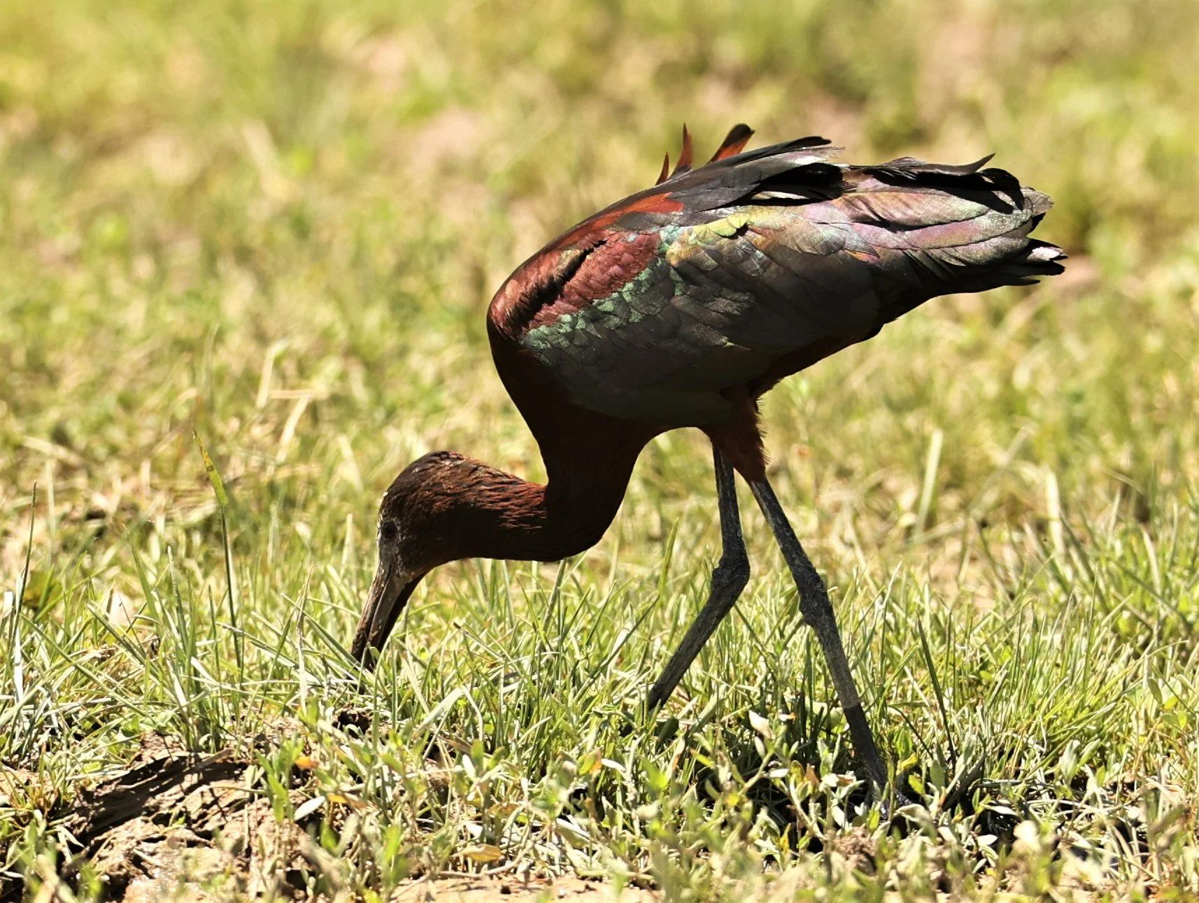 Plegadis chihi - WHITE-FACED IBIS - SOUTH CENTRAL IDAHO MIDDLE OF NOWHERE (14).jpg