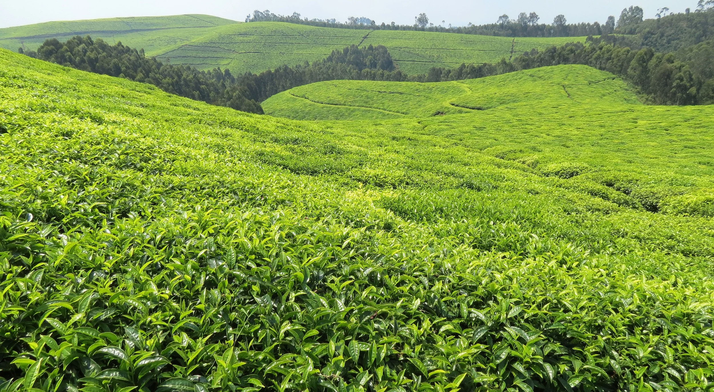NYUNGWE NATIONAL PARK RWANDA - GISAKURA TEA ESTATE (3).JPG