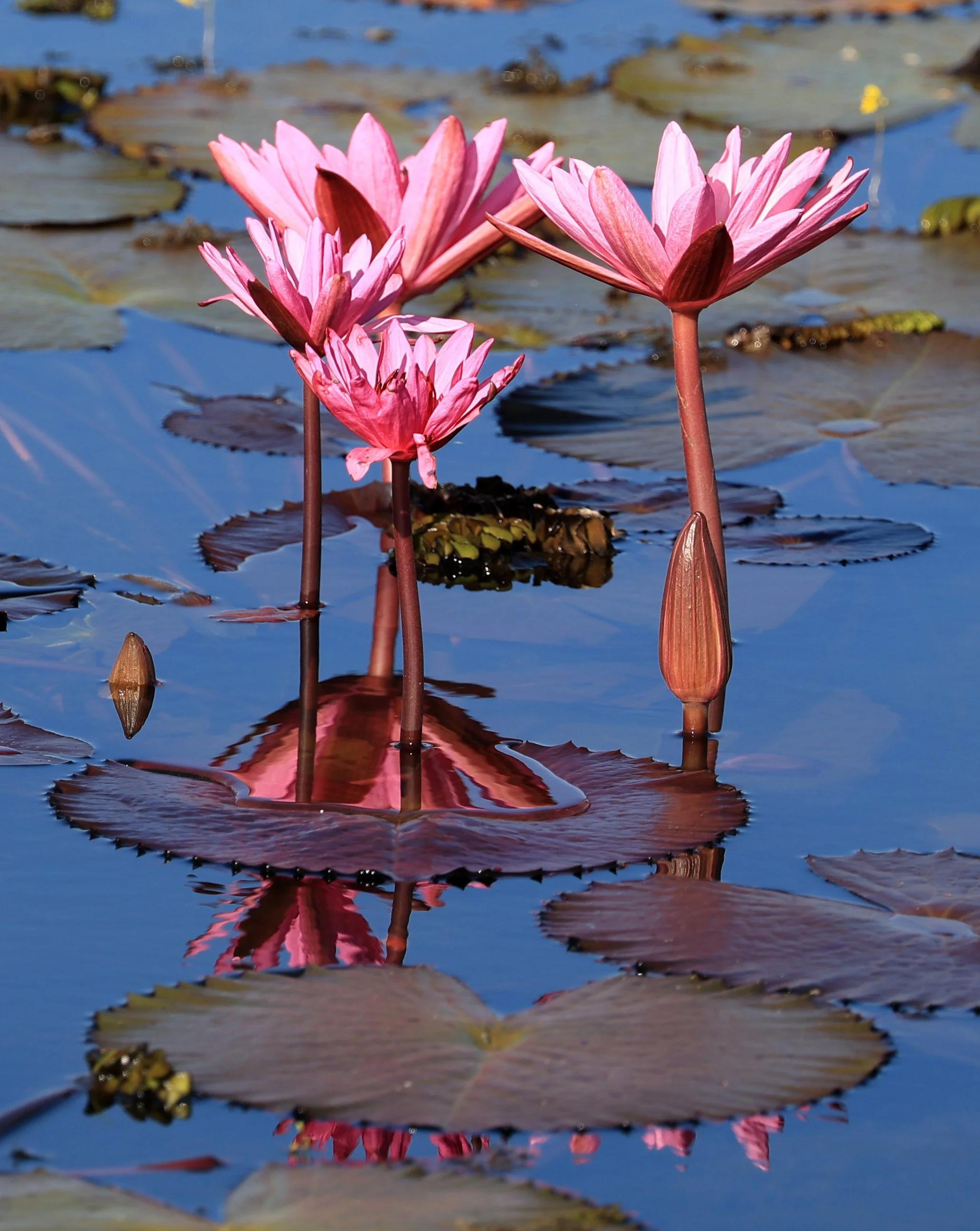 Nong Han Lake & Wetland - Sakon Nakhon Province (30).jpg
