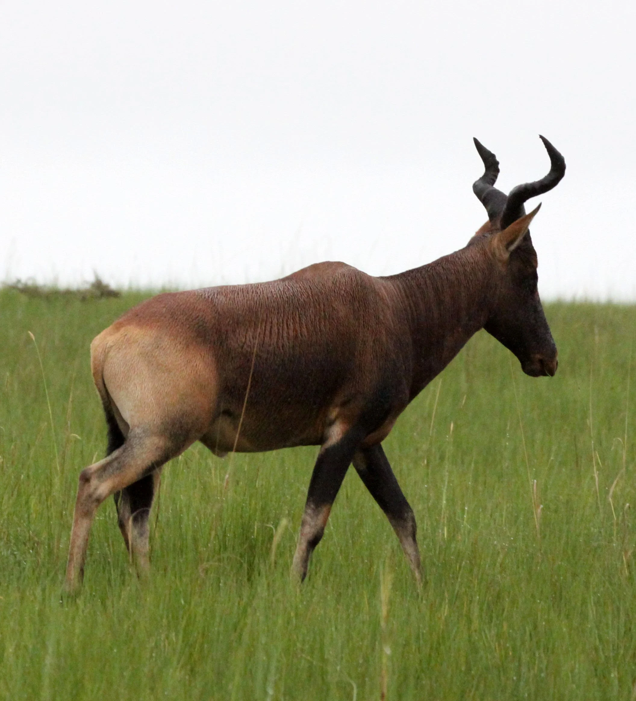 HARTEBEEST - SWAYNE'S HARTEBEEST - Alcephalus swaynei - SENKELE SANCTUARY ETHIOPIA (28).JPG