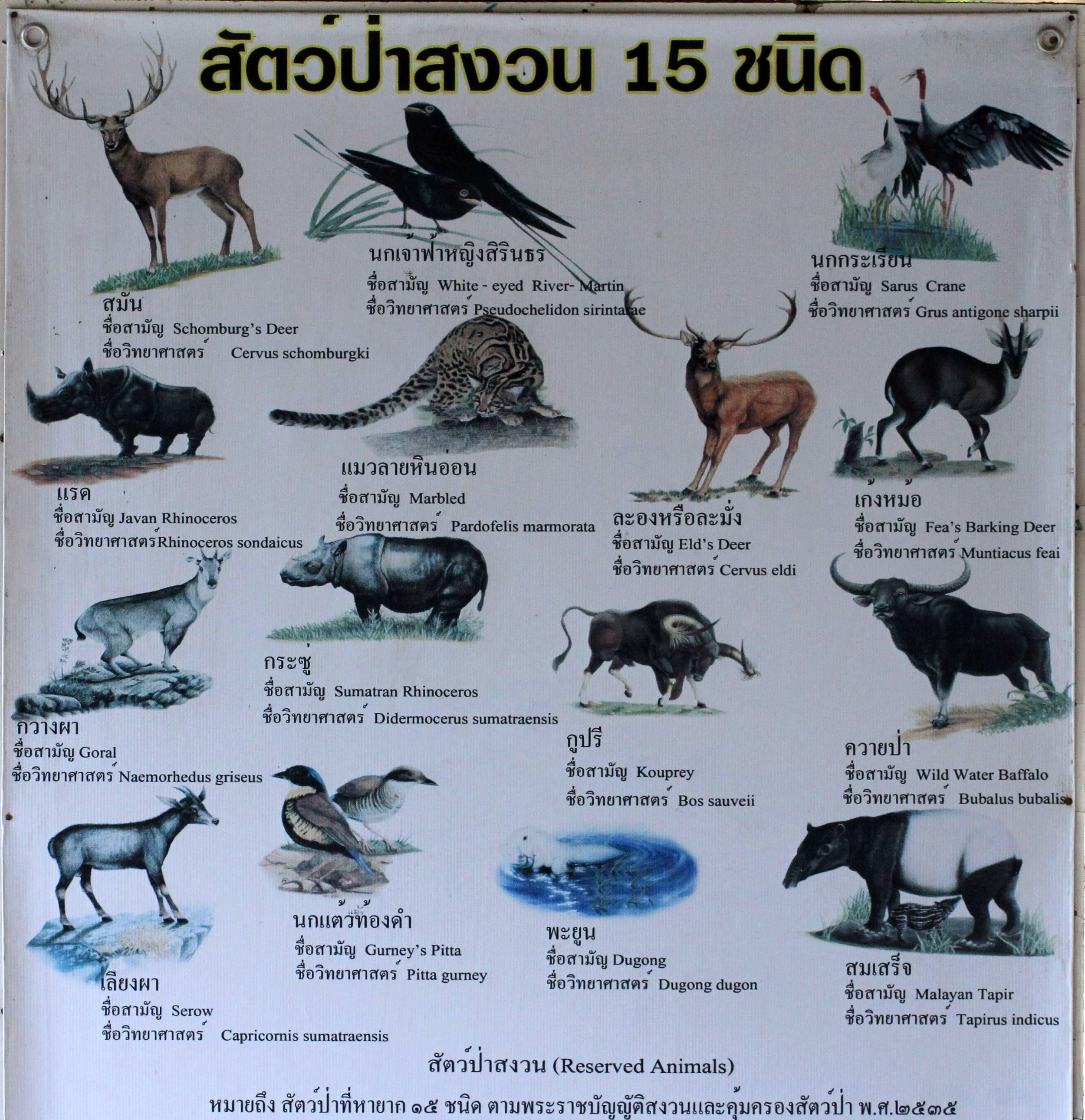 An old sign I snapped somewhere I cannot recall of the 15 protected species of wildlife.  Interesting though that at least 5 are already extinct and one is not found in Thailand!