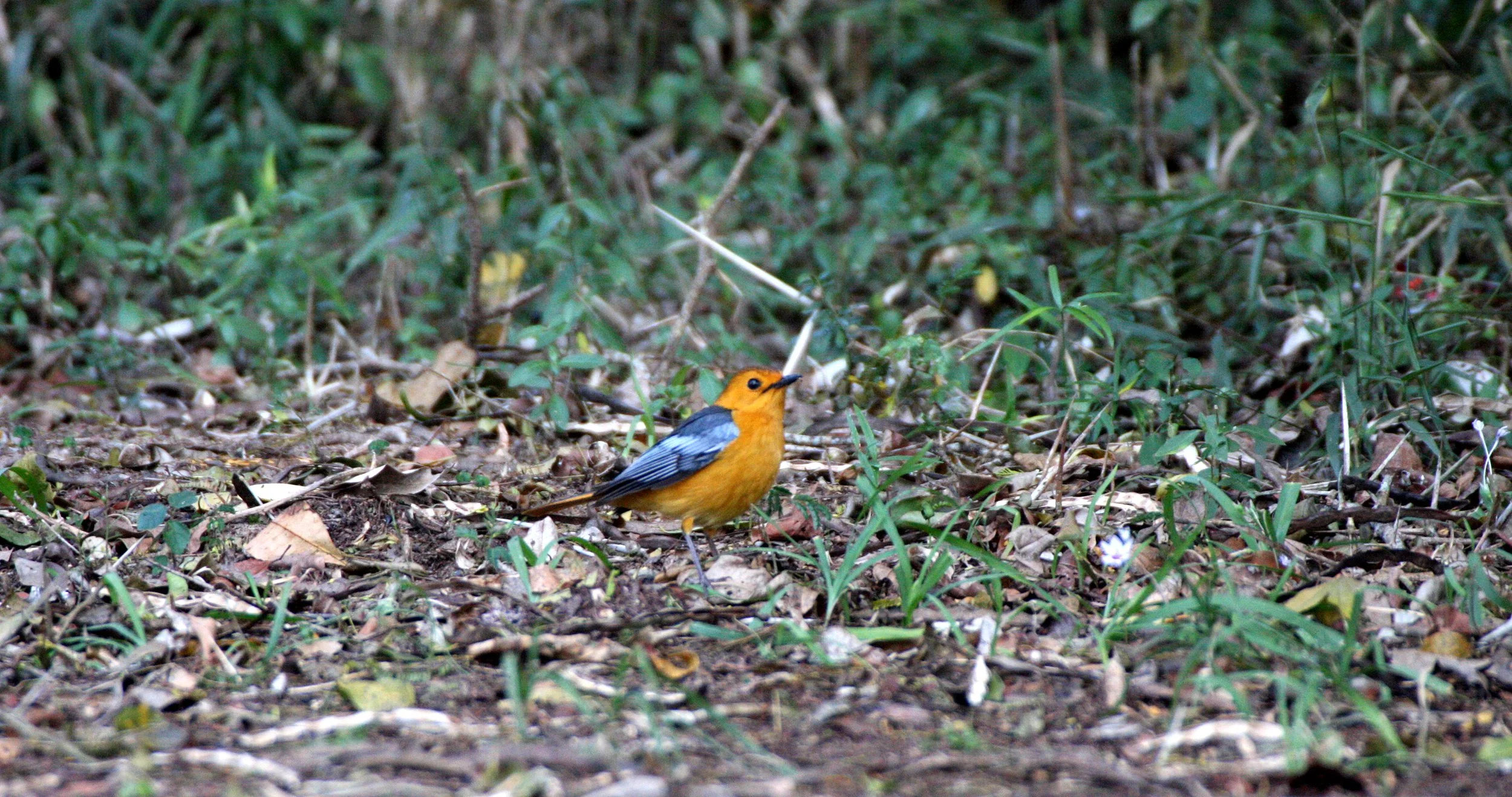 BIRD - ROBIN - NATAL ROBIN OR RED-CAPPED ROBIN-CHAT - COSSYPHA NATALENSIS - SAINT LUCIA WETLANDS RESERVE - SOUTH AFRICA (3).JPG