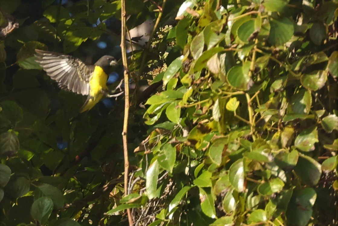 Spot-winged Grosbeak (Mycerobas melanozanthos) Fang Hotsprings Chiang Mai Thailand (6).jpg