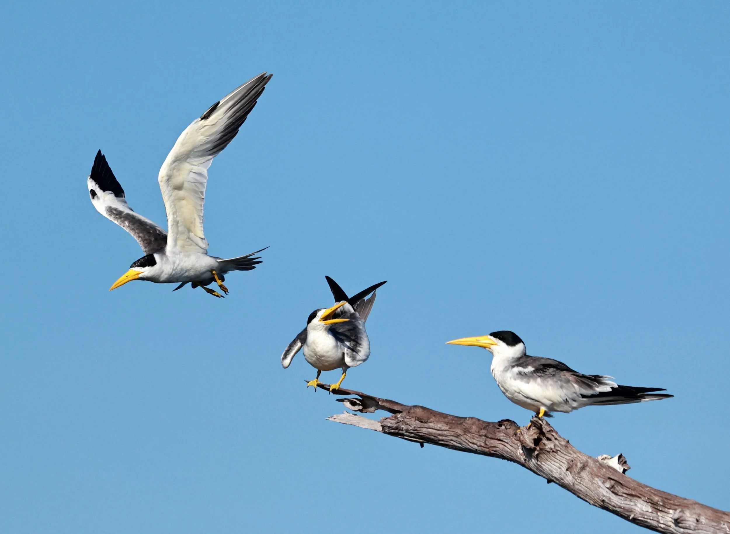 Tern - Large-billed Tern - Phaetusa simplex - Ariau River & Rio Negro Region Southwest of Manaus (29).jpg